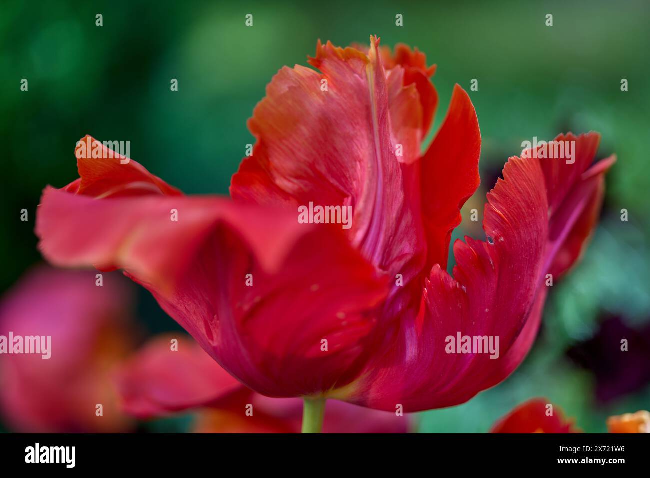 Rot verblichende, schicke Tulpenblüte aus nächster Nähe Stockfoto