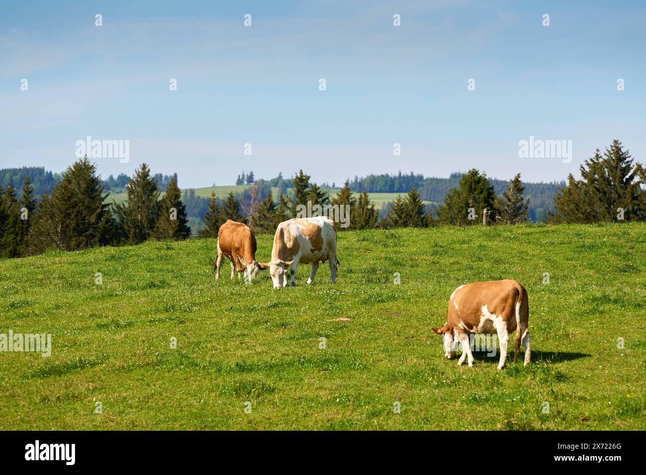 Bayern, Deutschland - 11. Mai 2024: Tierhaltung in der Landwirtschaft. Kühe auf einer grünen Wiese in Bayern *** Viehzucht in der Landwirtschaft. Kühe auf einer grünen Wiese in Bayern Stockfoto