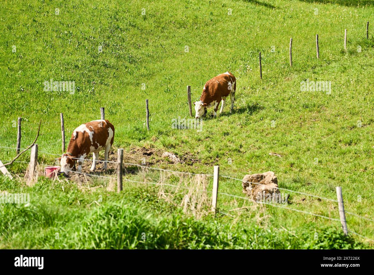 Bayern, Deutschland - 11. Mai 2024: Tierhaltung in der Landwirtschaft. Kühe auf einer grünen Wiese in Bayern *** Viehzucht in der Landwirtschaft. Kühe auf einer grünen Wiese in Bayern Stockfoto