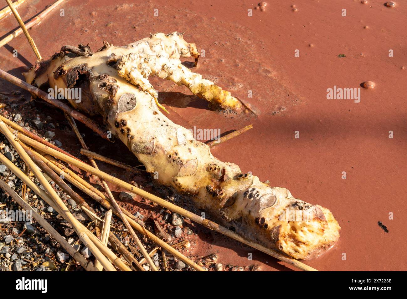 See mit sprudelndem rotem Wasser am Ufer. Dies wird durch die Rotalgen verursacht, die einige Zeit des Jahres lang andauern. Ein Stück verrottendes totes Holz am Ufer. Stockfoto