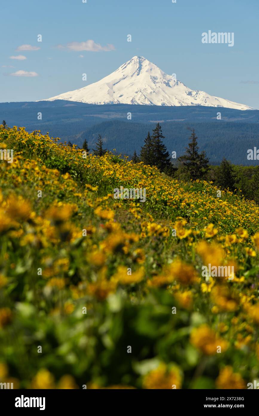 MT Hood über Hügel mit blühenden gelben Blumen an einem Frühlingsmorgen in der Columbia River Gorge, Oregon Stockfoto