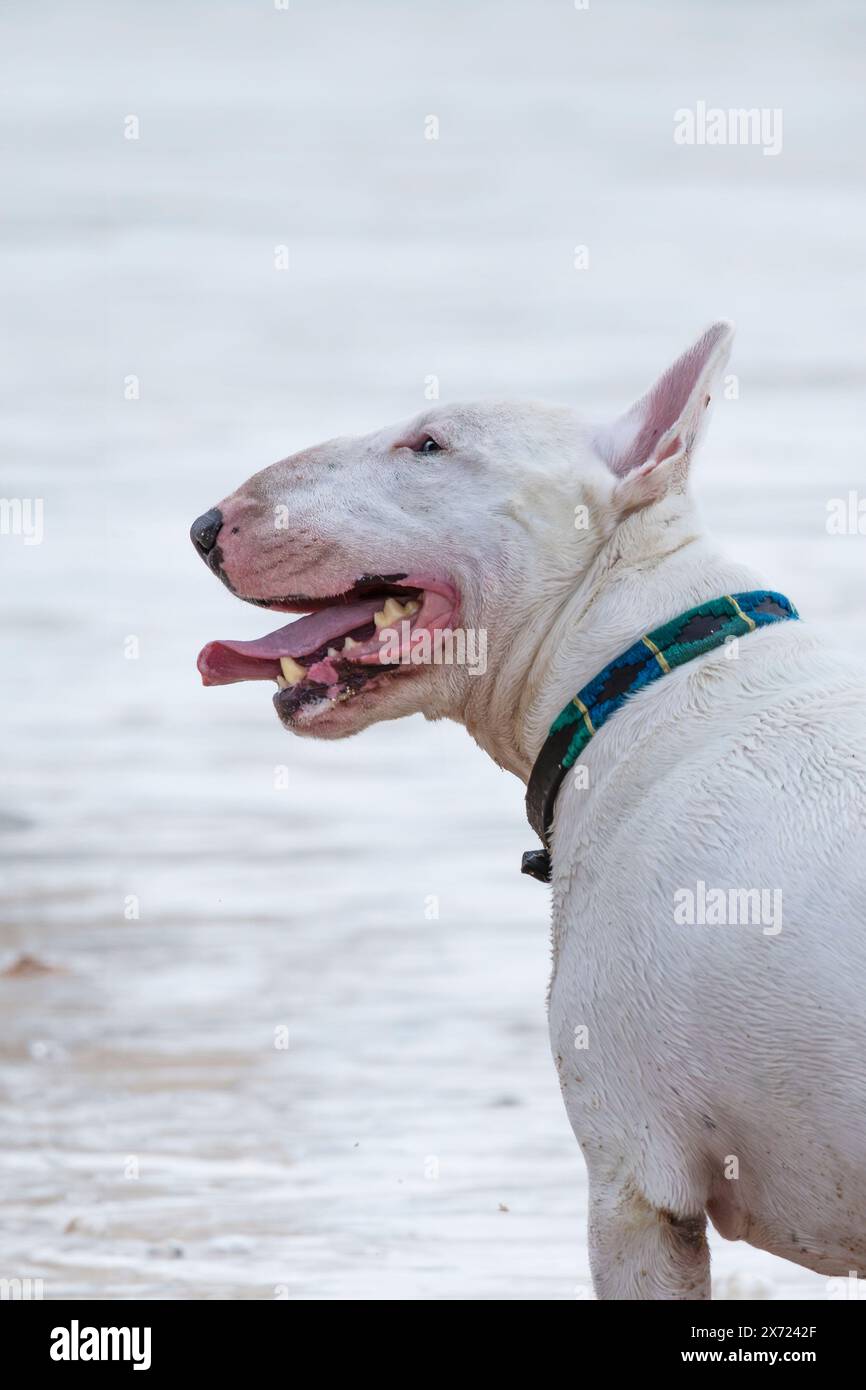Ein englischer Bullterrier an der Bleileine am Fistral Beach in Newquay in Cornwall in Großbritannien. Stockfoto