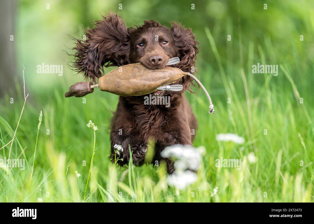 Vixen, der sechsjährige Cocker Spaniel Gun Dog von Jixenwell Gundogs