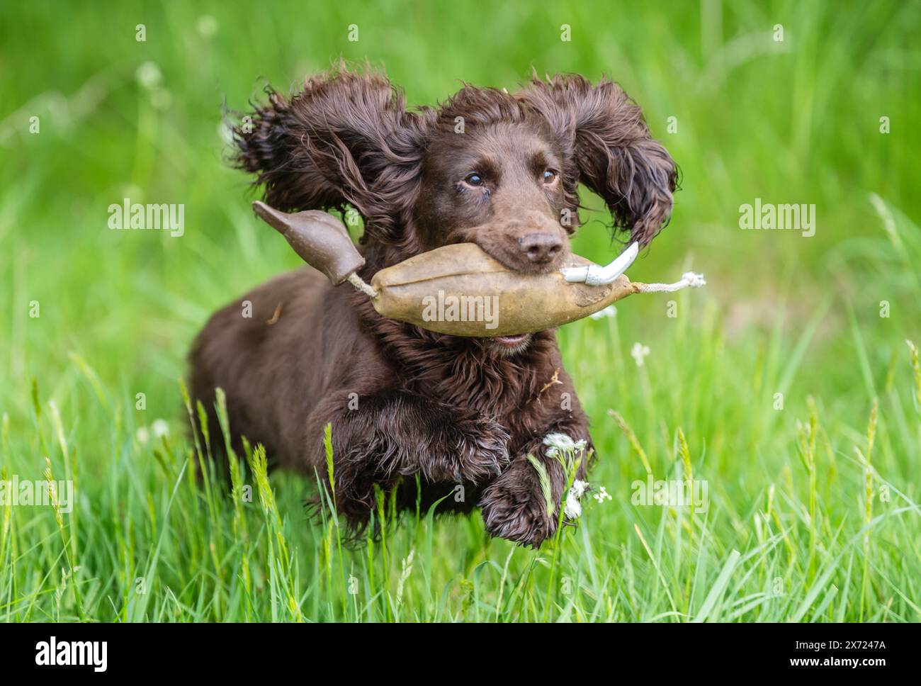 Vixen, der sechsjährige Cocker Spaniel Gun Dog von Jixenwell Gundogs, übt die Rettung eines Dokken Ködervogels vor der Yorkshire Game and Country Fair, die am Wochenende auf dem Scampston Hall Estate in Malton stattfindet. Bilddatum: Freitag, 17. Mai 2024. Stockfoto