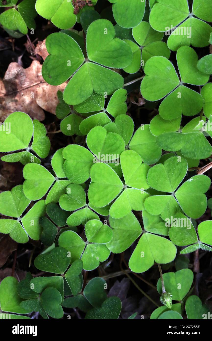 Sauerampfer, Oxalis acetosella, Oxalidaceae. Stockfoto