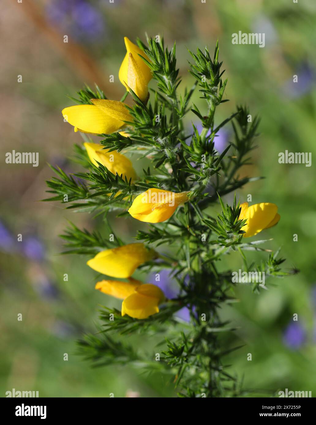 Ginster, gemeine Gorse, Furze oder Whin, Ulex europaeus, Fabaceae. Ulex europaeus, der Ginster, Ginster, Furze oder Win, ist eine blühende Pflanzenart Stockfoto