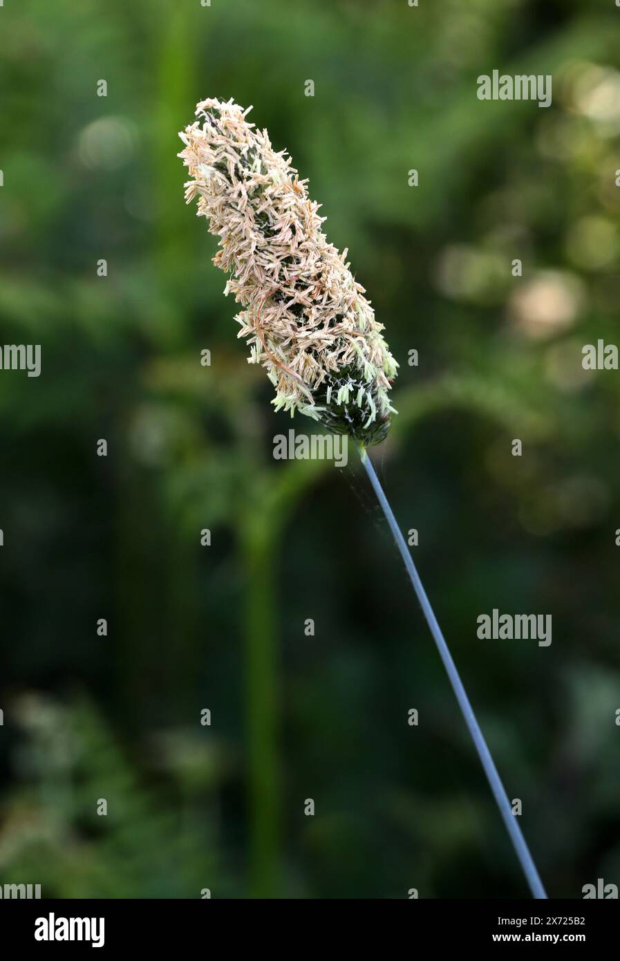 Timothy, Timothy-Gras, Wiesen-Katzenschwanz oder gemeiner Katzenschwanz, Phleum pratense, Poaceae. Ein üppiges, mehrjähriges Gras, das in den meisten Teilen Europas beheimatet ist. Stockfoto