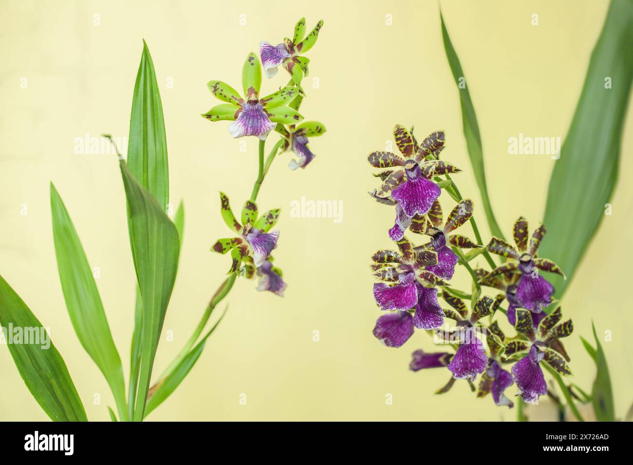 Zwei verschiedene Varianten der Zygopetalum-Orchideen. Stockfoto