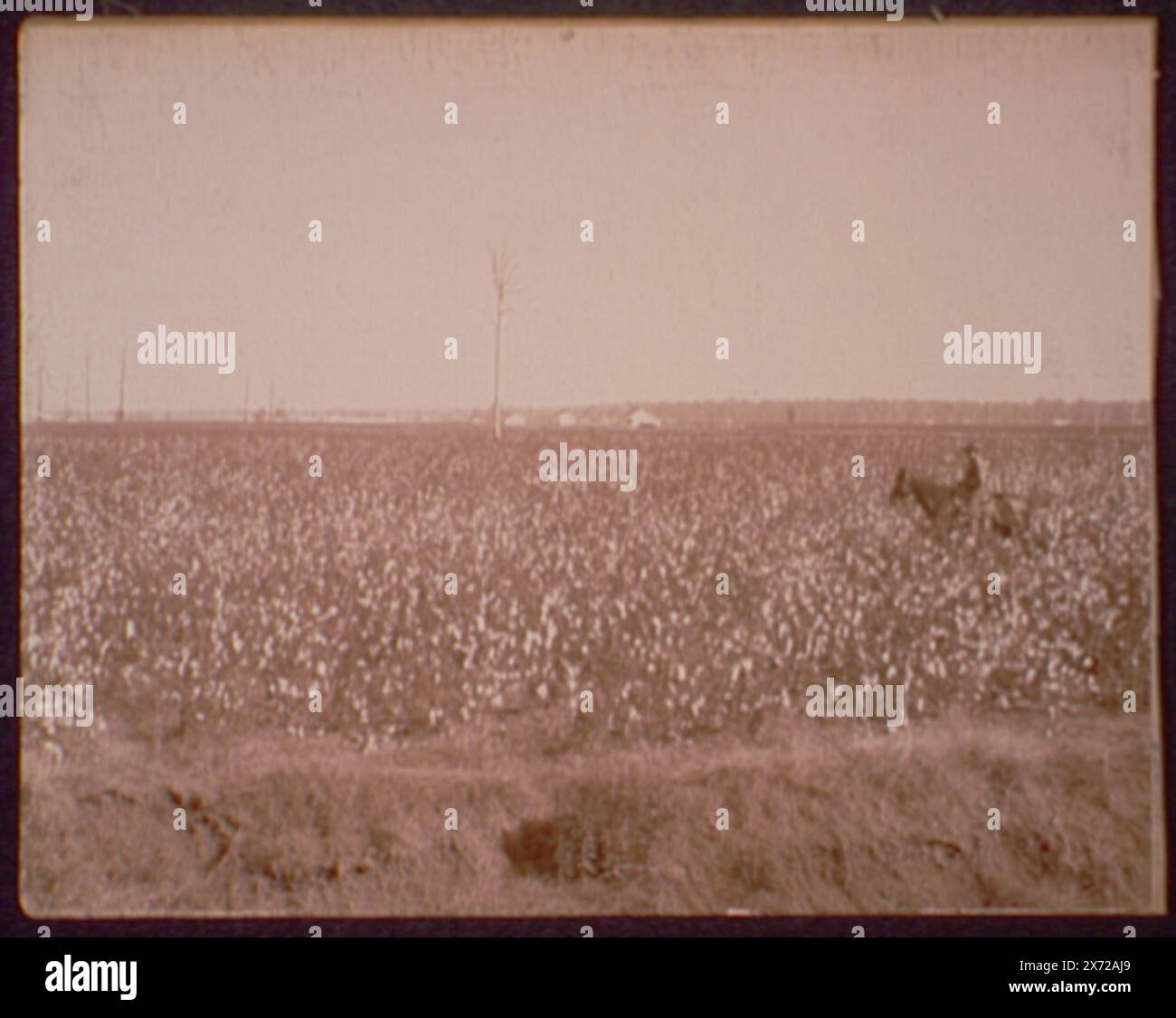 Baumwollfelder in Dahomey, Miss., gelistet im Katalog der W.H. Jackson Views (1898)., hinten an hinten montiert mit '01573. Cotton Gin bei Dahomey." Möglicherweise Teil eines Albums gewesen., 'Detroit Photographic Co.', '493' auf dem Druck rechts, dies ist die Katalognummer eines zugeschnittenen Teils dieses Bildes, aufgeführt im Katalog der W.H. Jackson Ansichten (1898)., Detroit Publishing Co.-Nr. 01574., Geschenk; State Historical Society of Colorado; 1949, Cotton. , Usa, Mississippi, Dahomey. Stockfoto