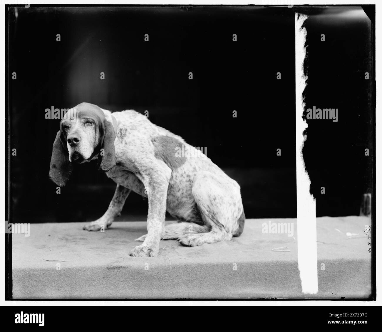 Old Ben, englischer Fuchshund, entsprechende Glastransparenz (mit demselben Seriencode) verfügbar auf Videobild 1A-30777., möglicherweise der Jagdhund von George Finnigan., Videobild von Transparenz seitlich umgedreht., Transparenz hat Nachrichtenausschnitt vom 9. März., Detroit Publishing Co.-Nr. 042279., Geschenk; State Historical Society of Colorado; 1949, Jagdhunde. Stockfoto