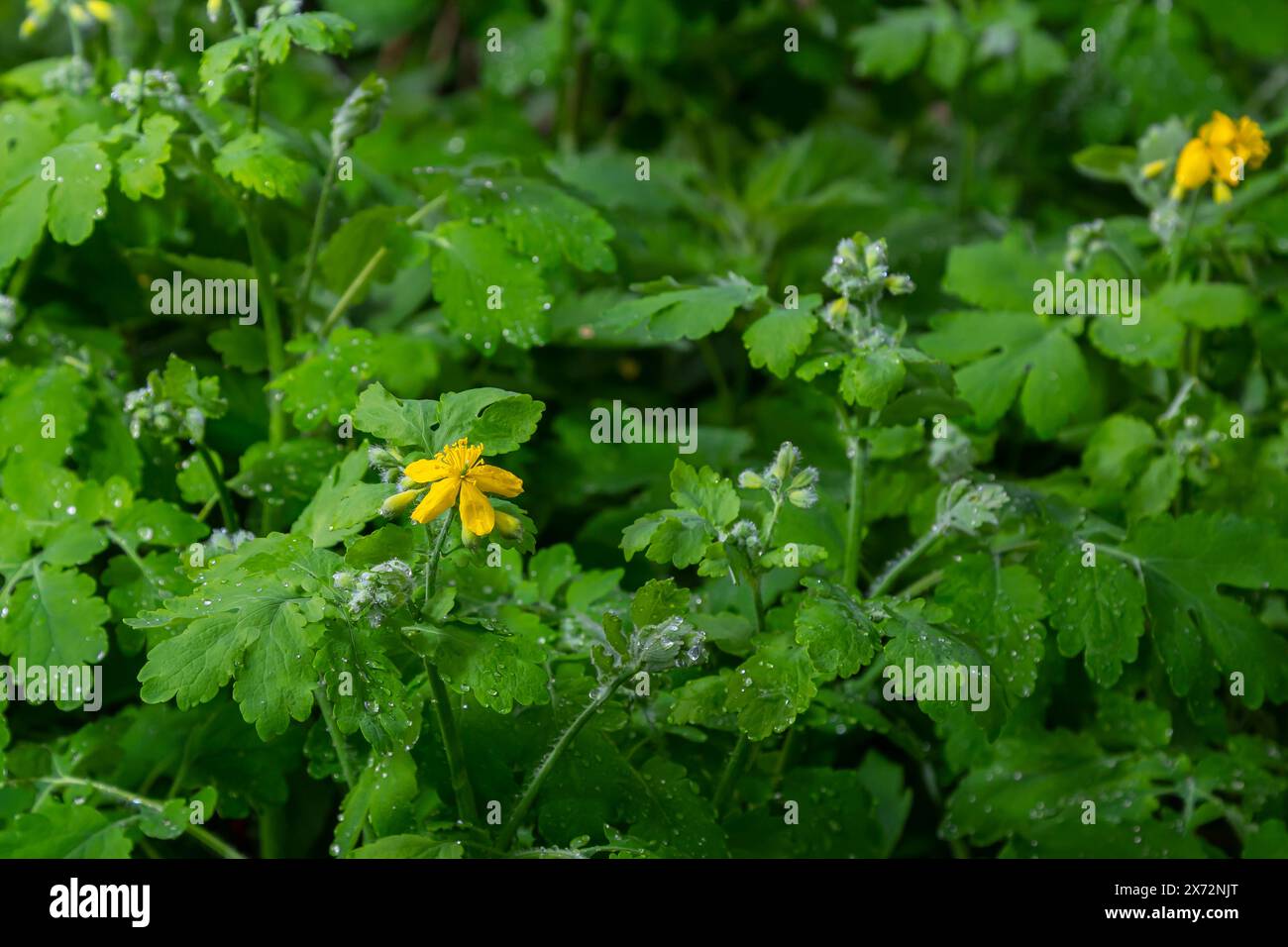 Großkelandine, gelbe Wildblumen, Nahaufnahme. Chelidonium majus ist eine giftige, blühende, medizinische Pflanze der Familie Papaveraceae. Gelb-orange Stockfoto