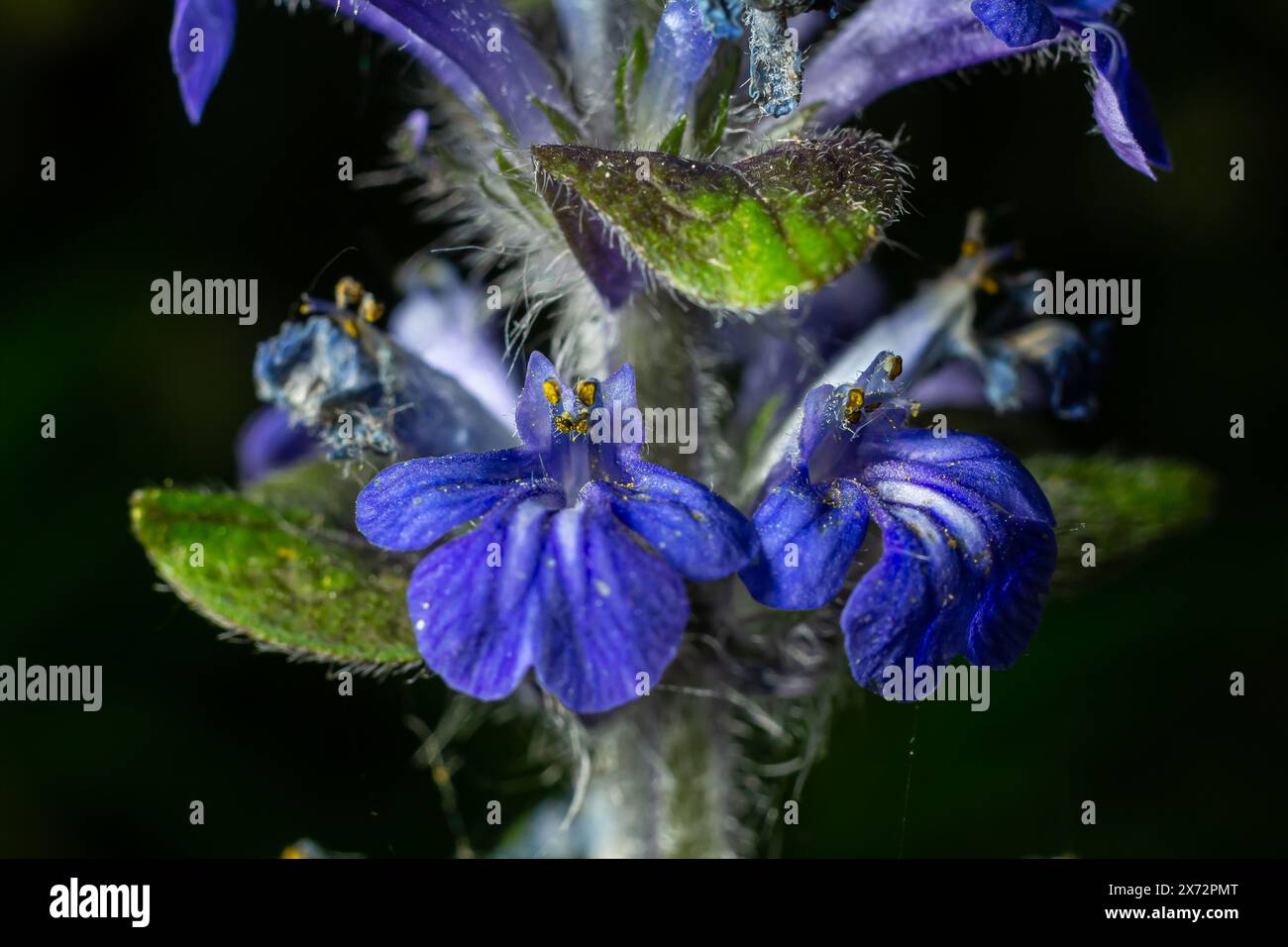 Eine Nahaufnahme blauer Blüten von Ajuga reptans Atropurpurea im Frühjahr. Stockfoto