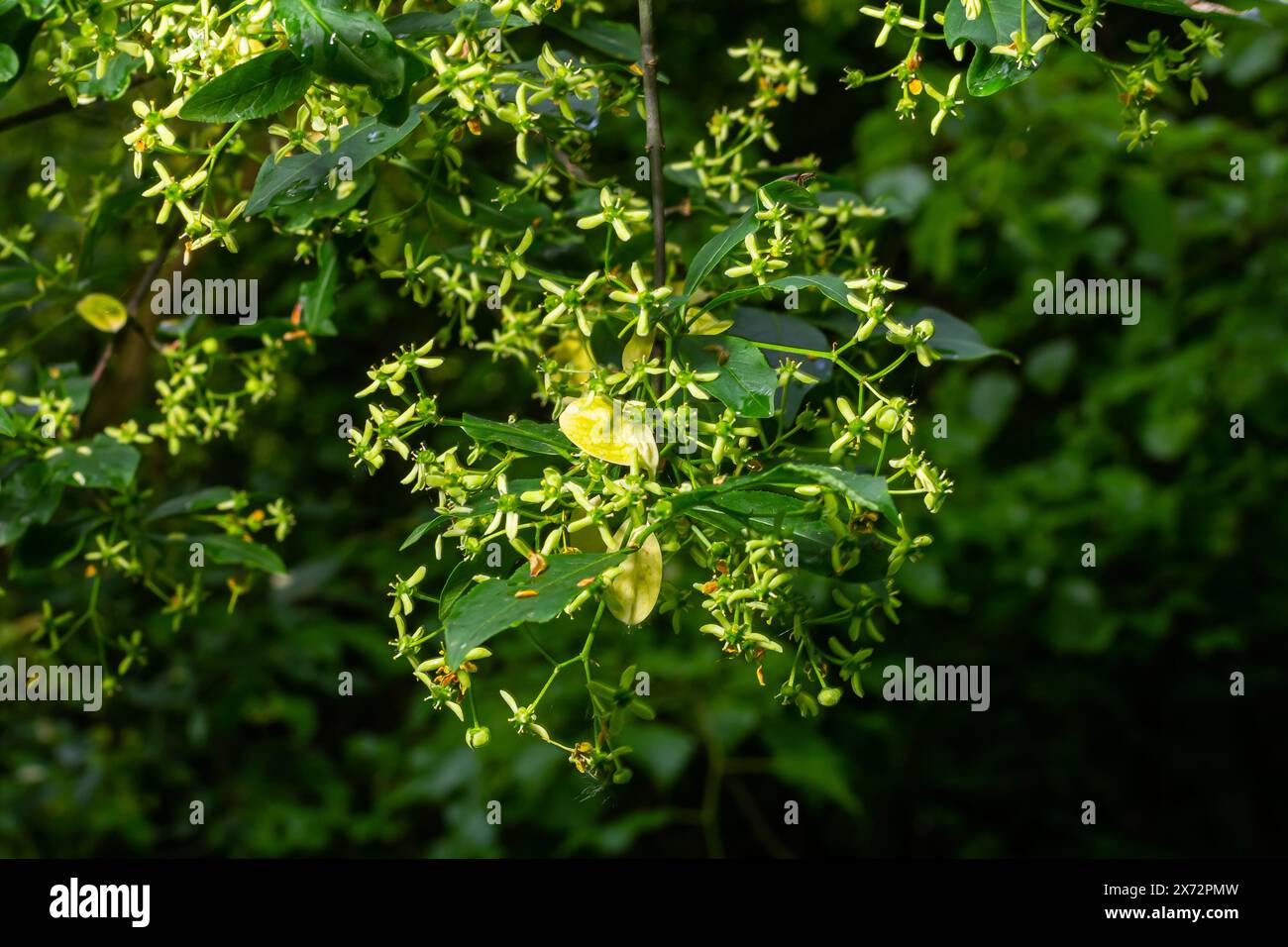 Blühender europäischer Spindelbaum, Euonymus europaeus, blühende Pflanze. Stockfoto