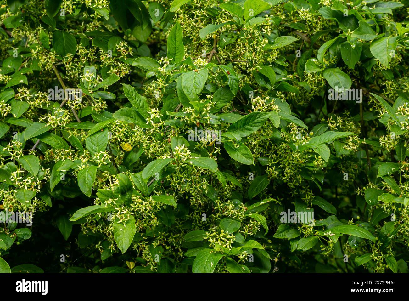 Blühender europäischer Spindelbaum, Euonymus europaeus, blühende Pflanze. Stockfoto