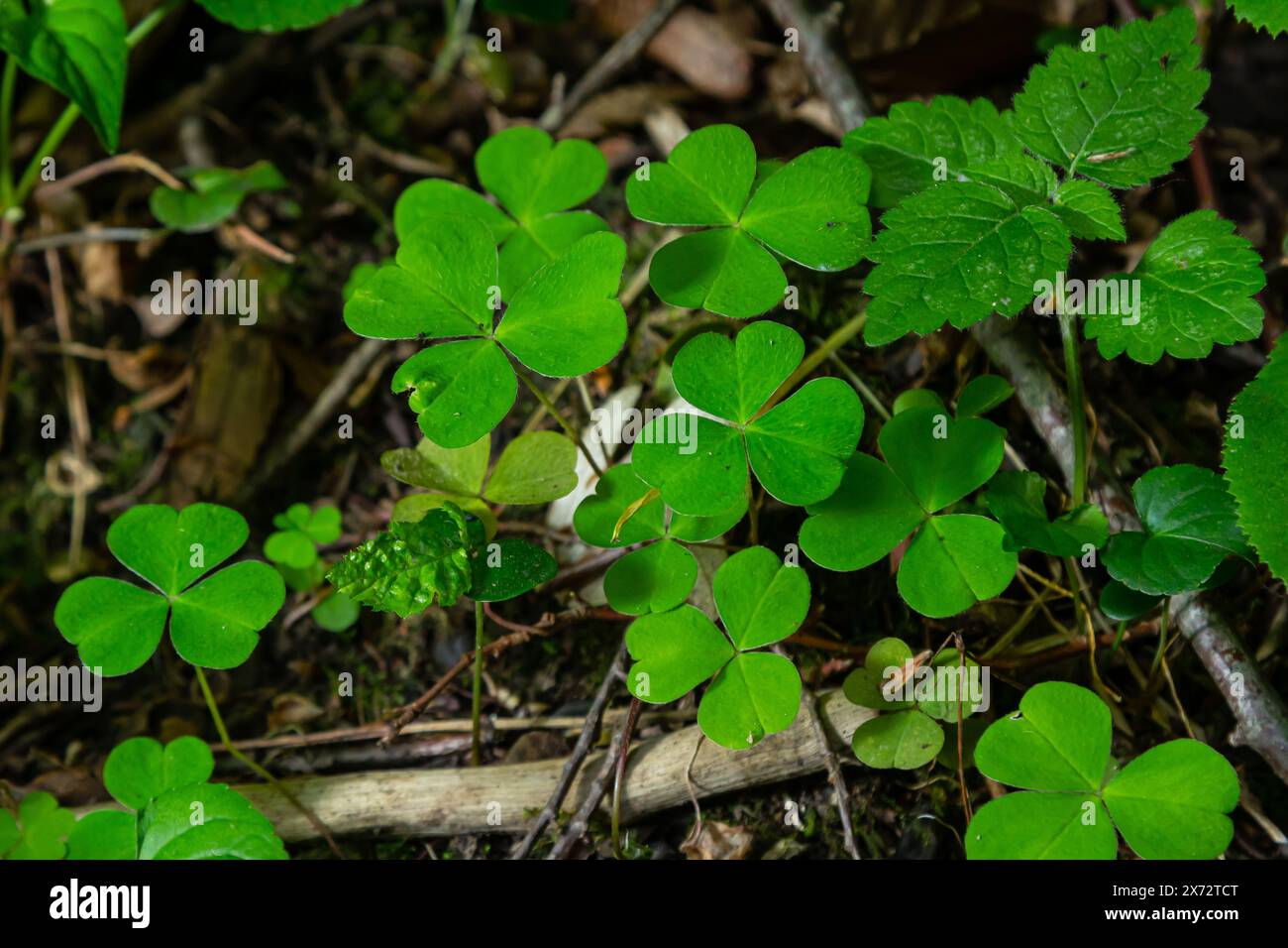 Nahaufnahme der Sauerampfer-Pflanze der kriechenden Dame Oxalis corniculata. Stockfoto