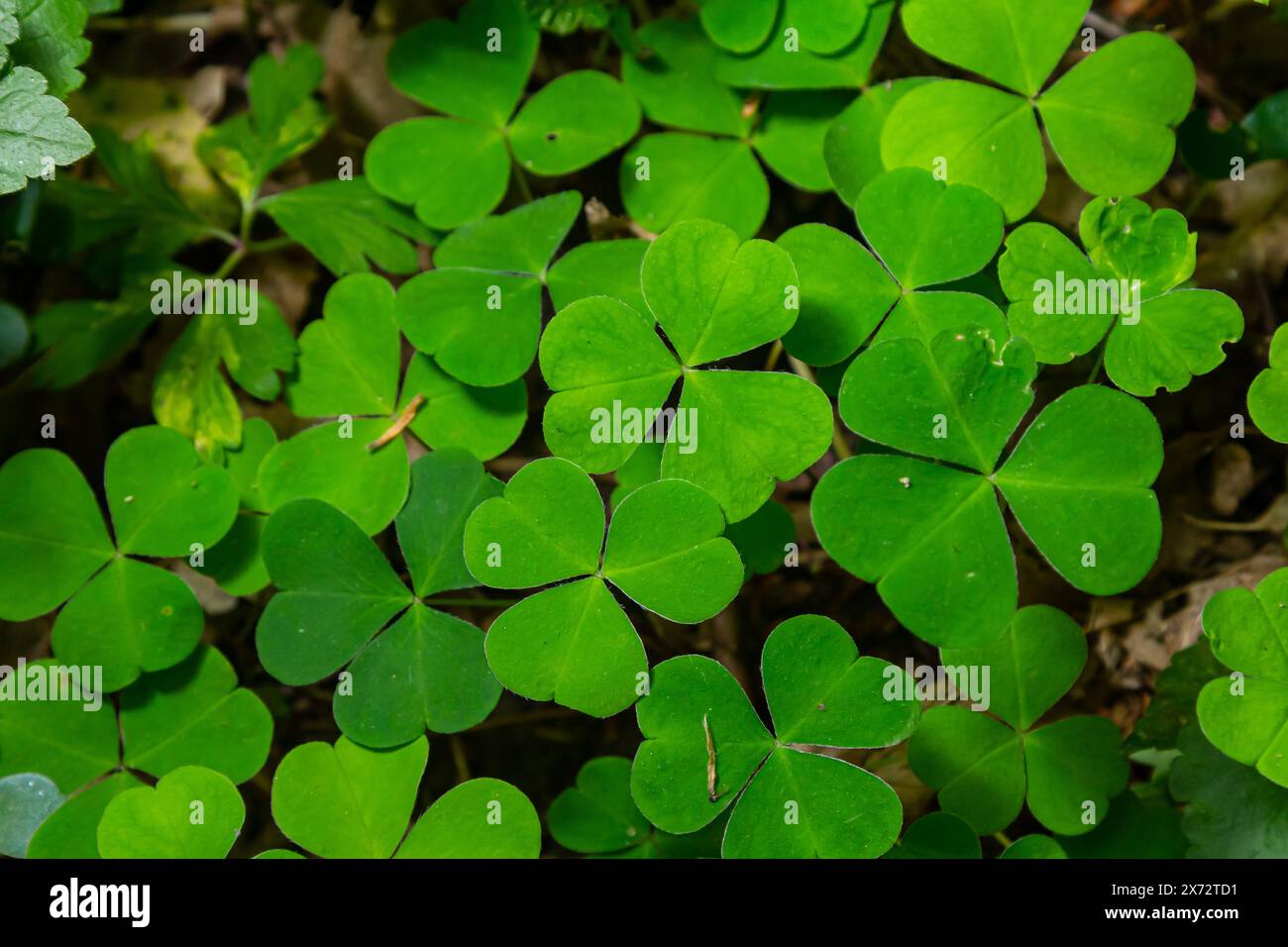 Nahaufnahme der Sauerampfer-Pflanze der kriechenden Dame Oxalis corniculata. Stockfoto