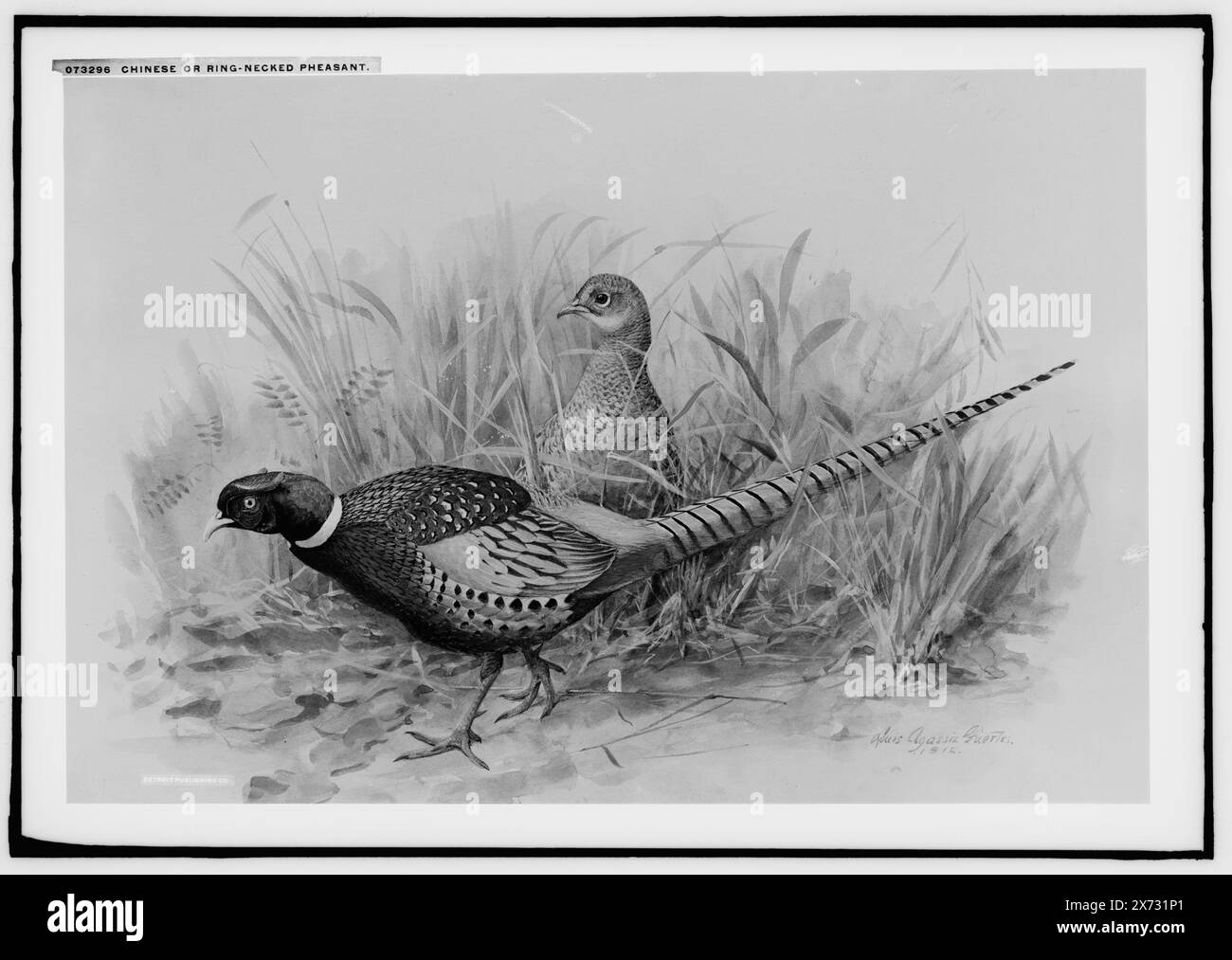 Chinesischer Fasan oder Ringhals, Foto eines Gemäldes signiert 'Louis Agassiz Fuertes, 1912.', Detroit Publishing Co. No. 073296., Geschenk; State Historical Society of Colorado; 1949, Fasane. Stockfoto