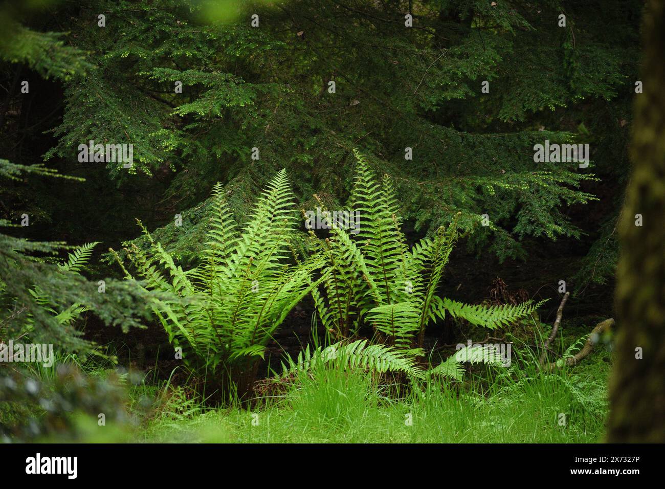 Wood Ferns im New Forest in Dorset Stockfoto