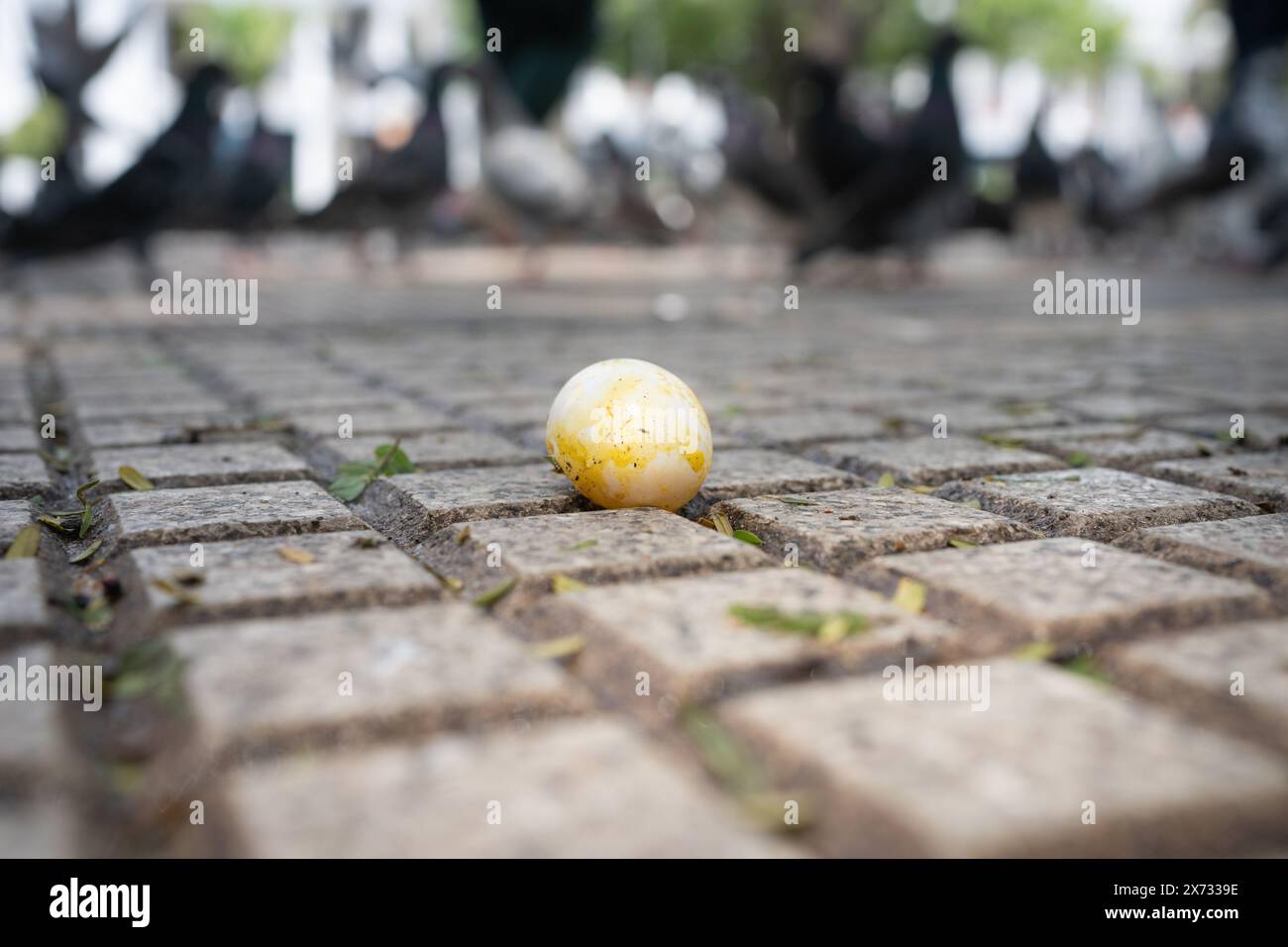 Kaputtes Taubenei im Stadtpark mit verschwommenem Taubenhintergrund. Stockfoto