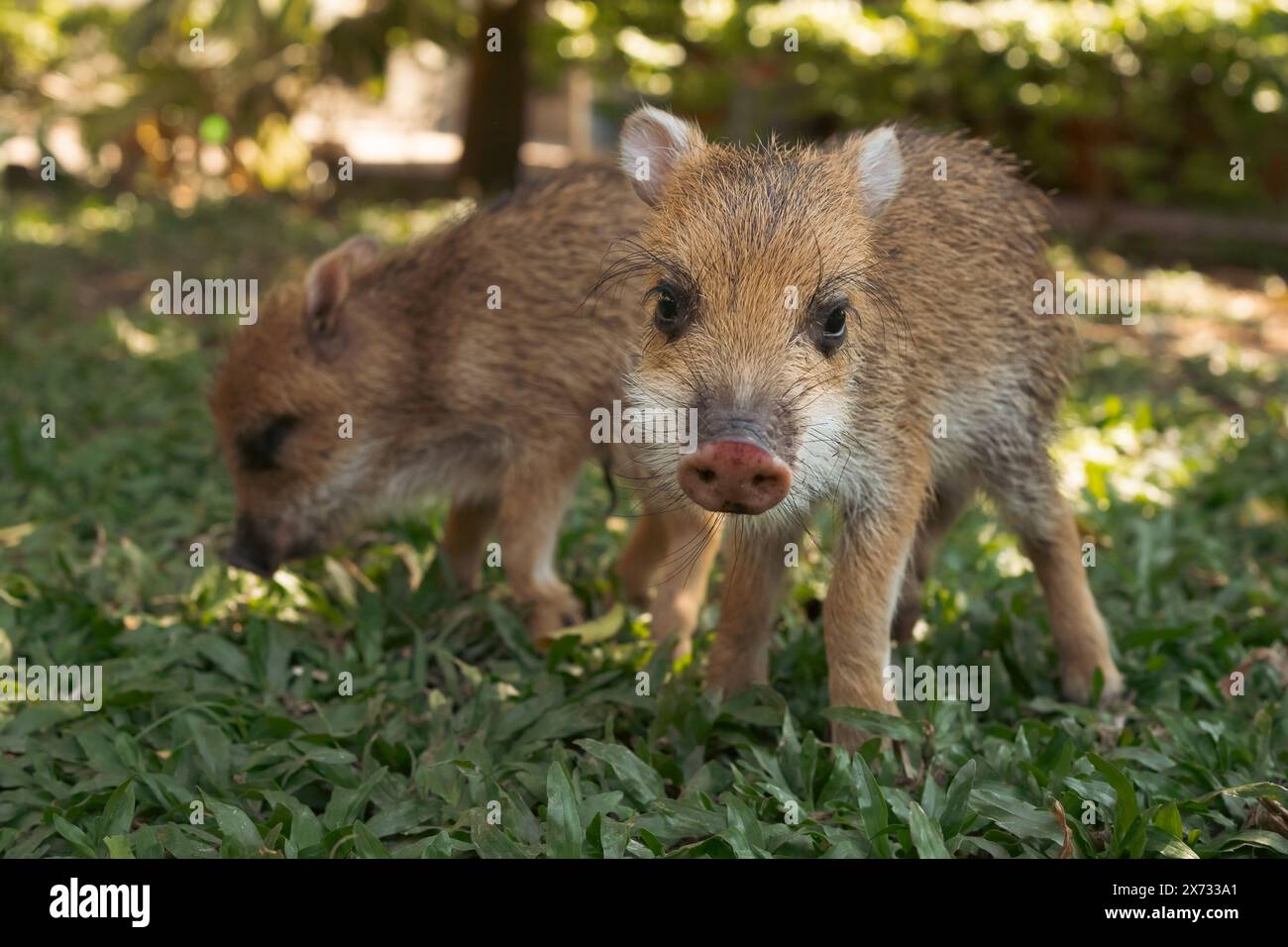 Ein paar Warzenschwein oder Ferkel. Einer von dem Ferkel, der in die Kamera schaut. Stockfoto