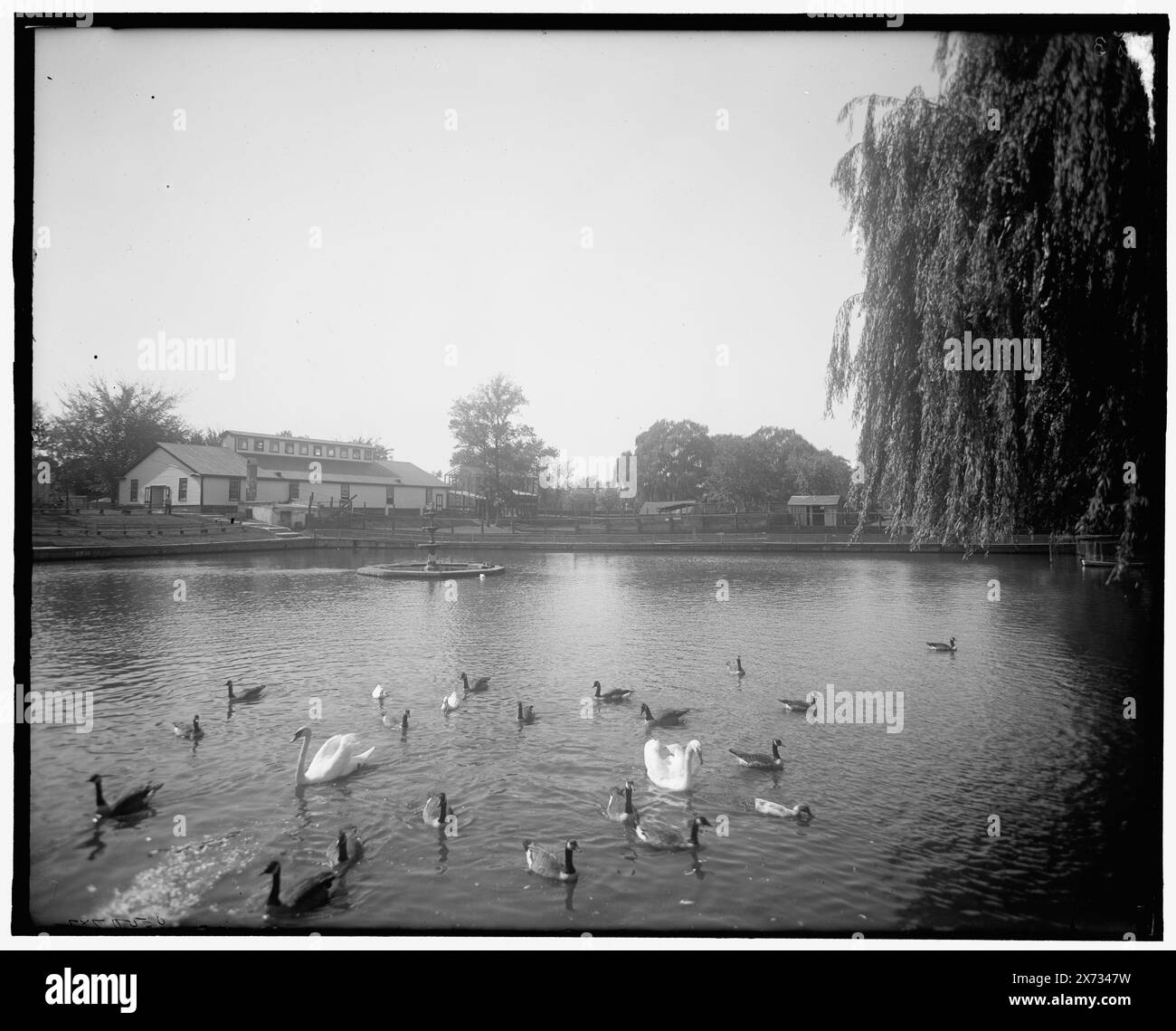 Lafayette Park, Norfolk, Virginia, Titel aus Jacke, Nr. 3 auf negativ, Detroit Publishing Co.-Nr. 500782., Geschenk; State Historical Society of Colorado; 1949, Parks. , Seen und Teiche. , Springbrunnen. , Schwäne. , Usa, Virginia, Norfolk. Stockfoto