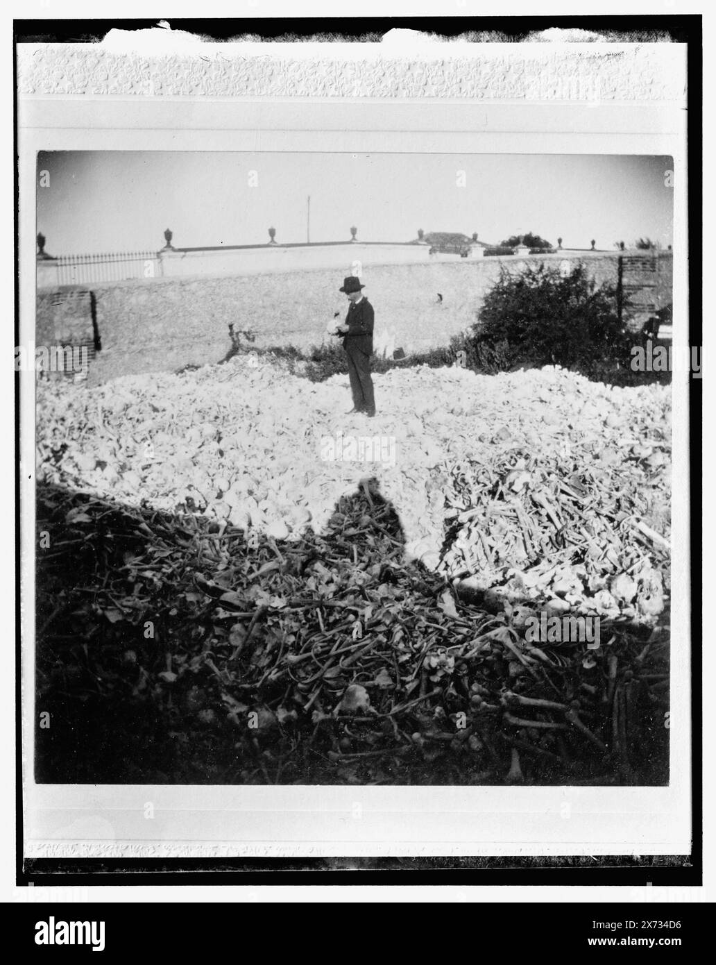 Havanna, Haufen Knochen auf dem Friedhof, Necropolis Cristobal Colon, Titel aus Jacke, Detroit Publishing Co.-Nr. 032433., Geschenk; State Historical Society of Colorado; 1949, Bones. , Friedhöfe. Kuba, Havanna. Stockfoto