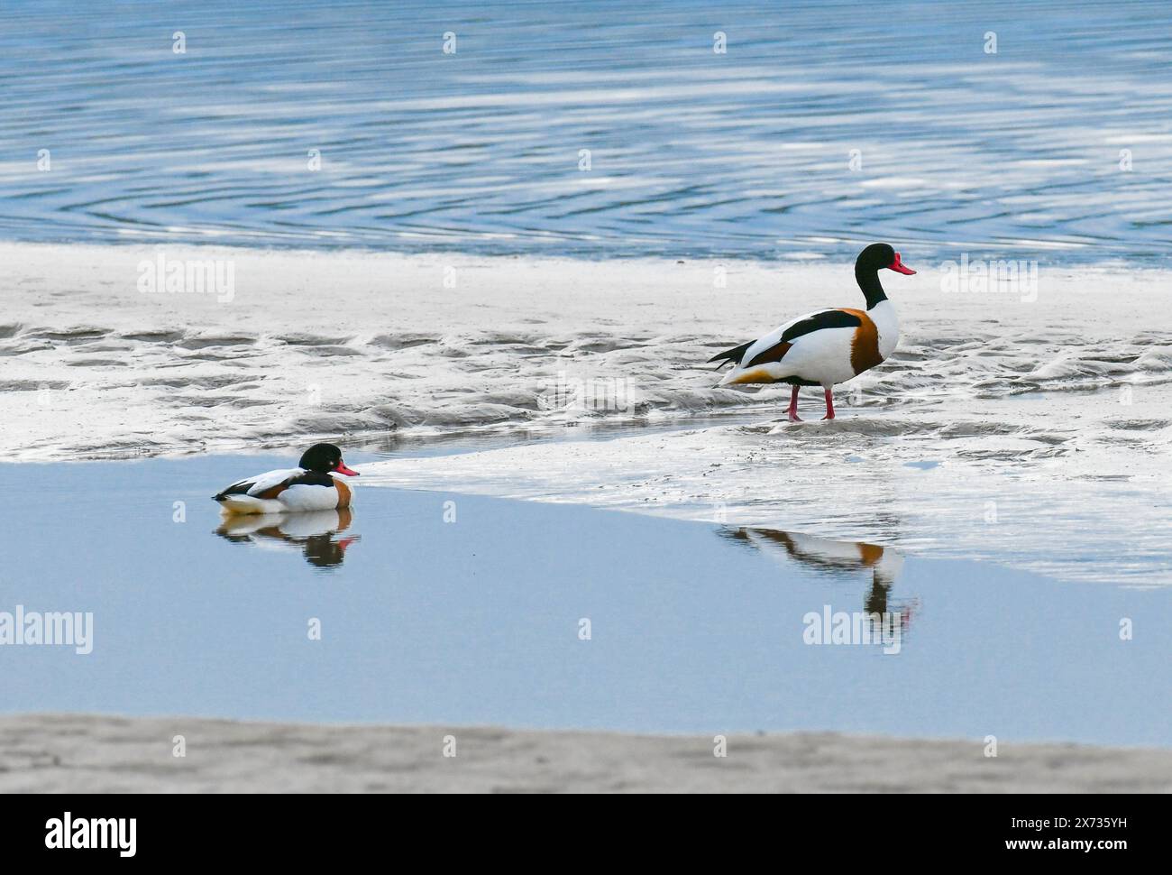 Shelducks, Arnside, Kent Estuary, Milnthorpe, Cumbria, VEREINIGTES KÖNIGREICH. Stockfoto