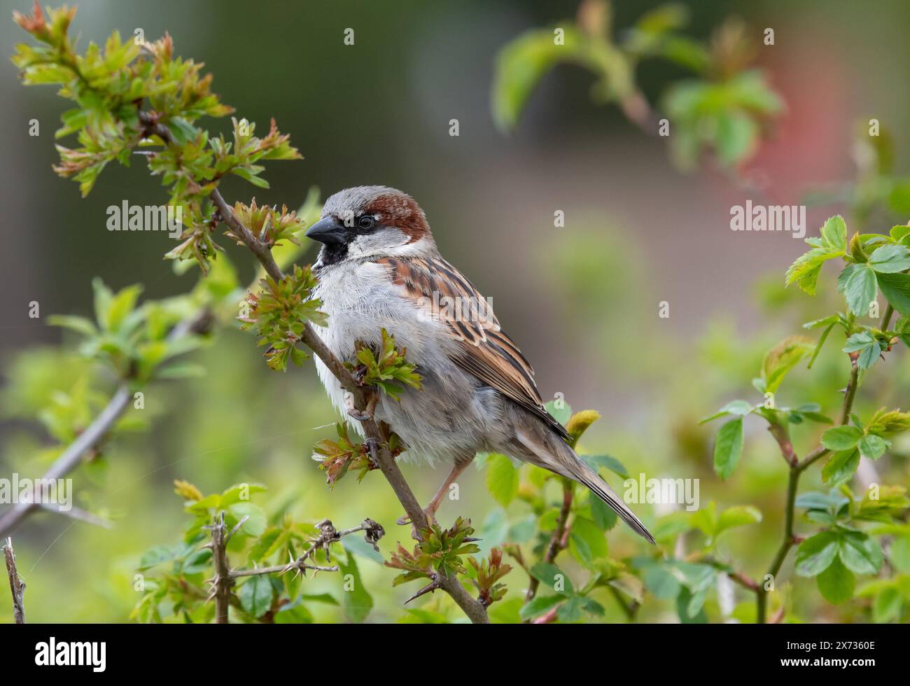 Ein männlicher Haussperling, Arnide, Cumbria, Großbritannien Stockfoto