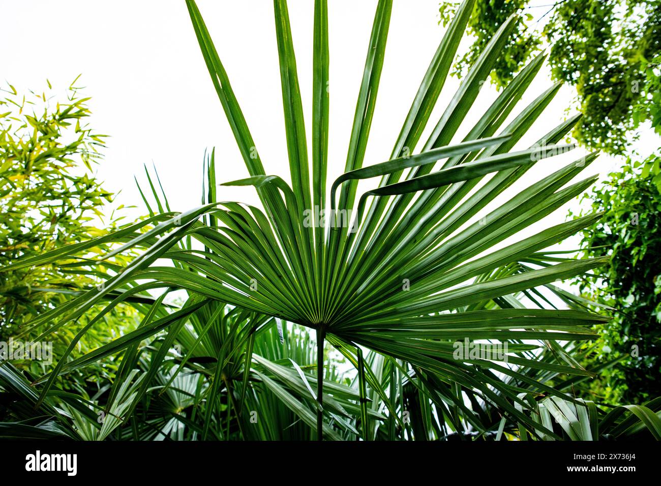 Palme in einem britischen Garten Stockfoto