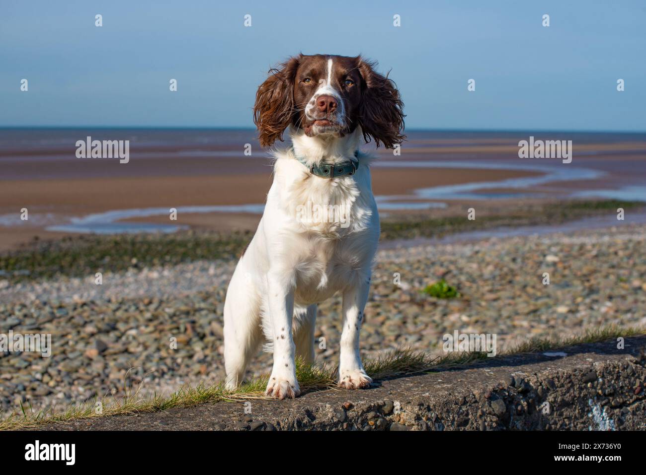 Ein Spaniel-Hund, der in die Kamera schaut, Walney Island, Barrow-in-Furness, Cumbria, Großbritannien Stockfoto