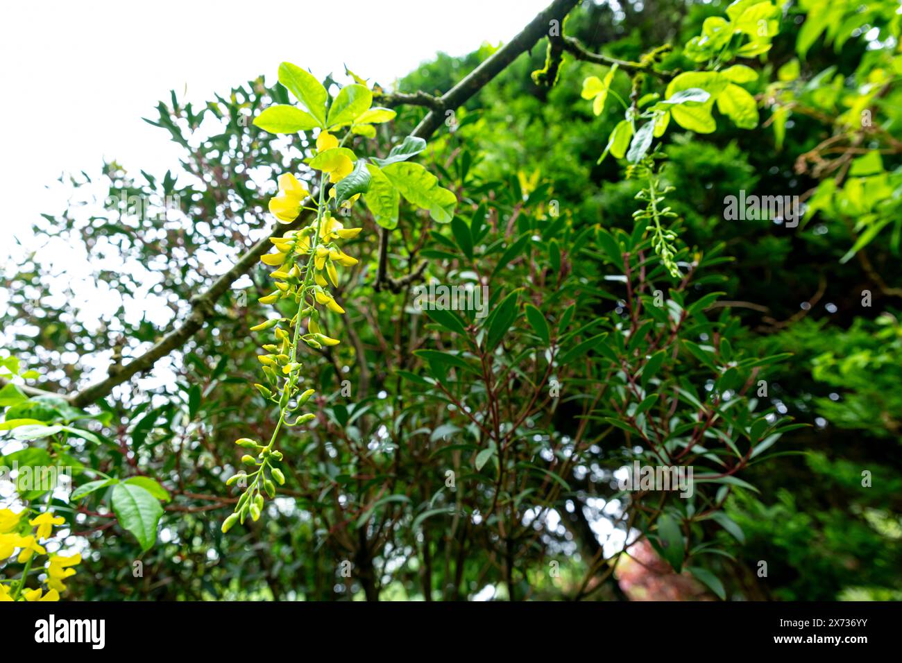 Laburnum Anagyroides Blumen Stockfoto