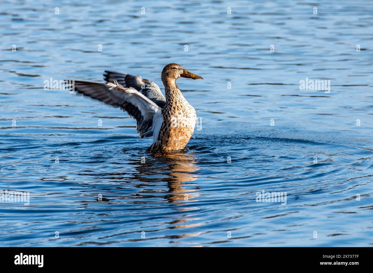 Eine weibliche Schaufelente, Leighton Moss, Carnforth, Lancashire, Großbritannien. Stockfoto