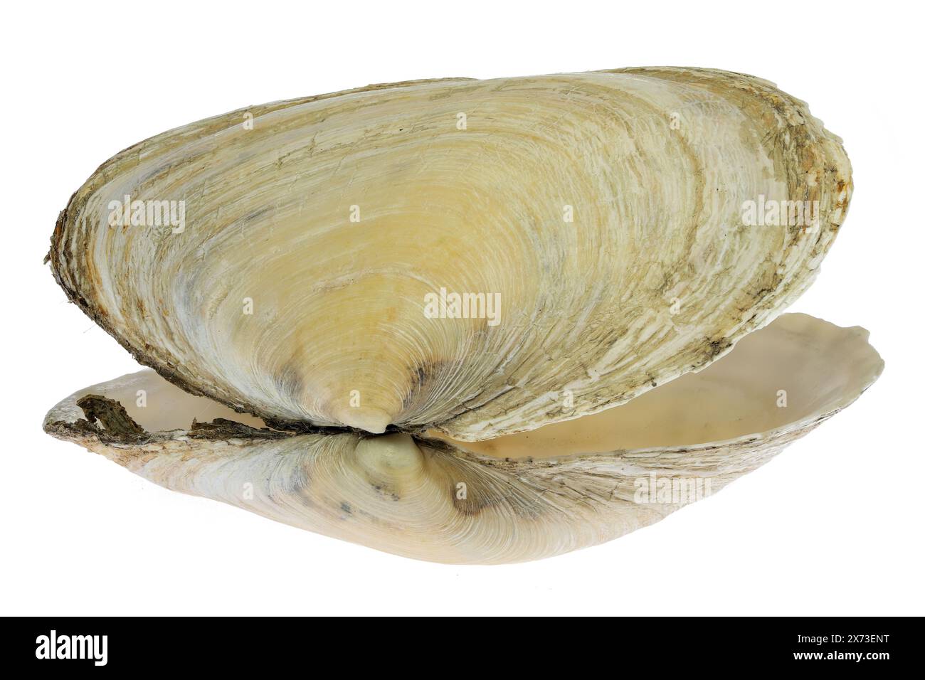 Sandkäfer aus dem Wattenmeer in Cuxhaven, Deutschland, isoliert auf weißem Hintergrund Stockfoto