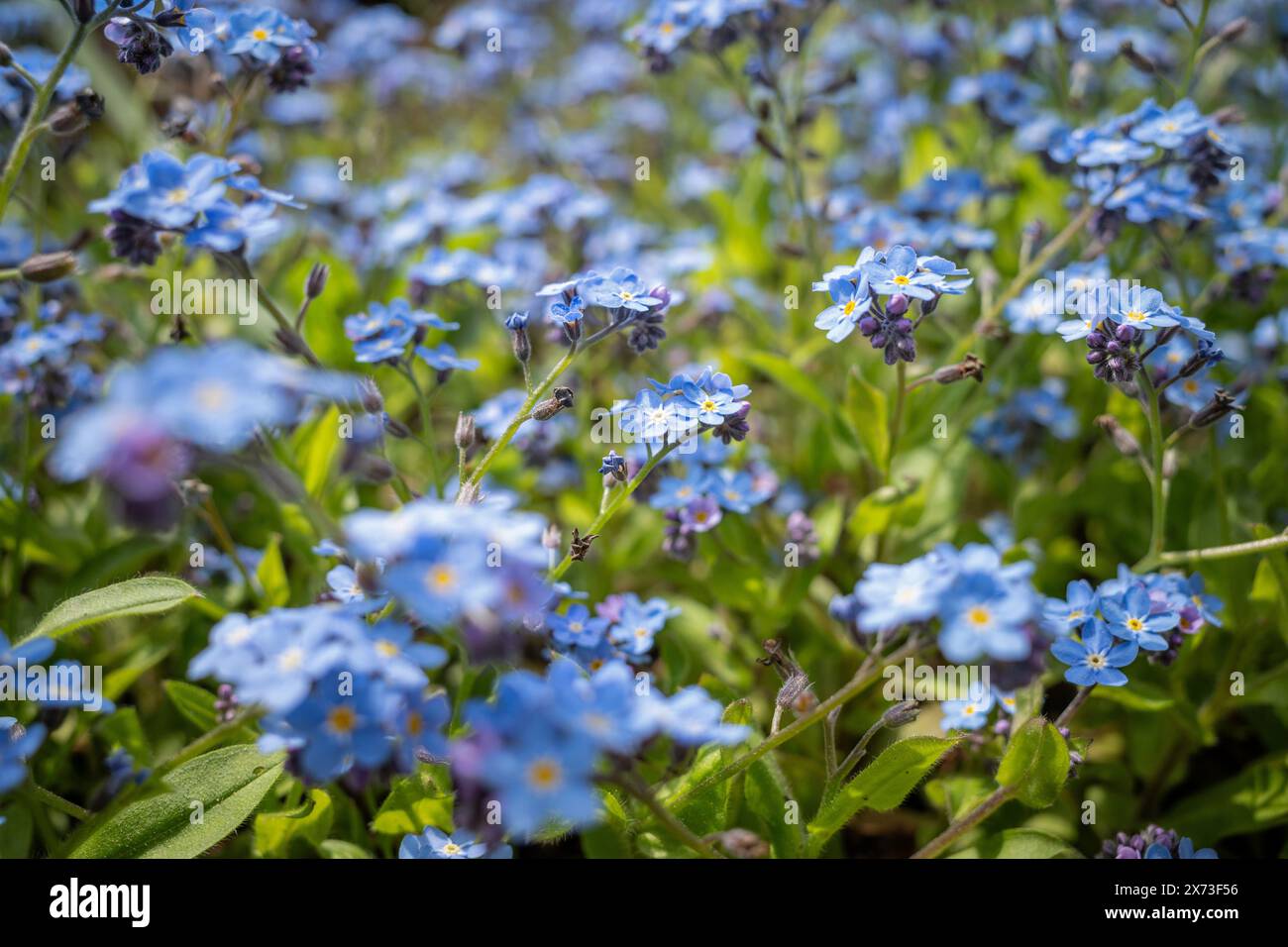 Blumen von Vergissmeinnicht im Garten Stockfoto