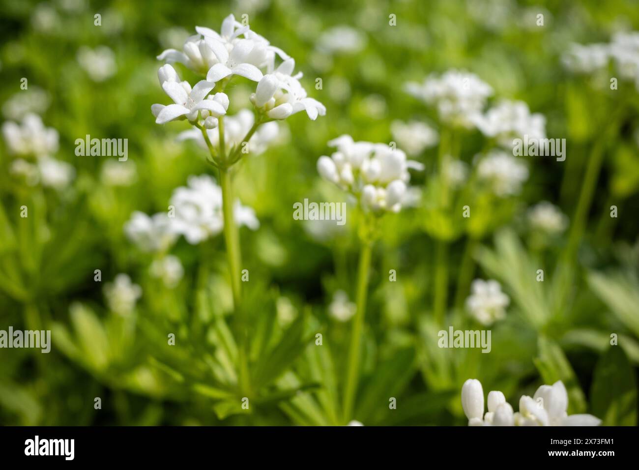 Holzblumen im Garten Stockfoto