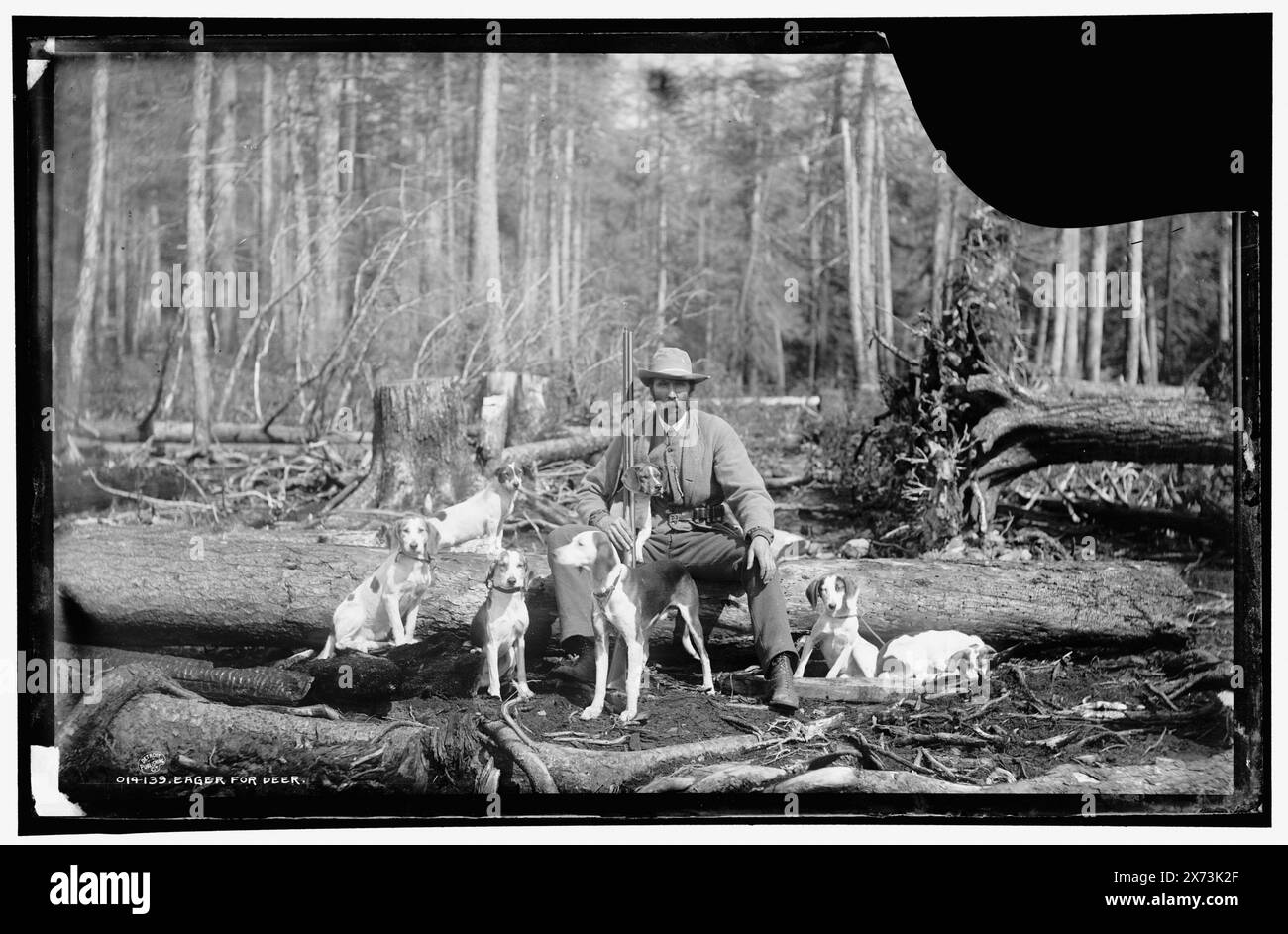 Eager for Deer, Title in Detroit, Catalogue J Supplement (1901-1906): Deer Hunting Beagles., Attribution based on negative with similar numbers., Detroit Publishing Co. No. 014139., Geschenk; State Historical Society of Colorado; 1949, Dogs. , Hirschjagd. Stockfoto