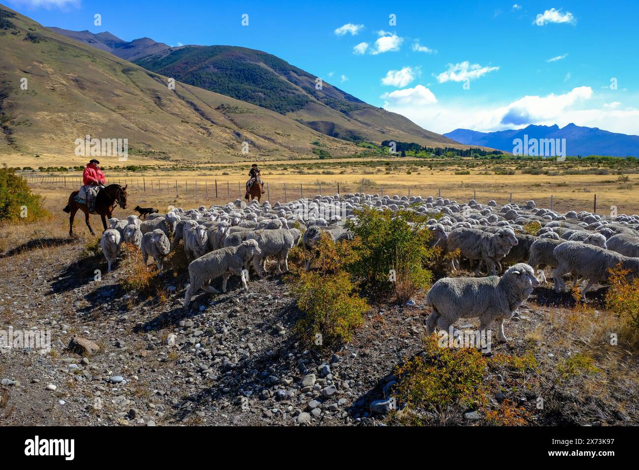 El Calafate, Patagonien, Argentinien - Gauchos zu Pferd fahren eine Schafherde durch die patagonische Pampas vor einer bergigen Landschaft, der Stockfoto