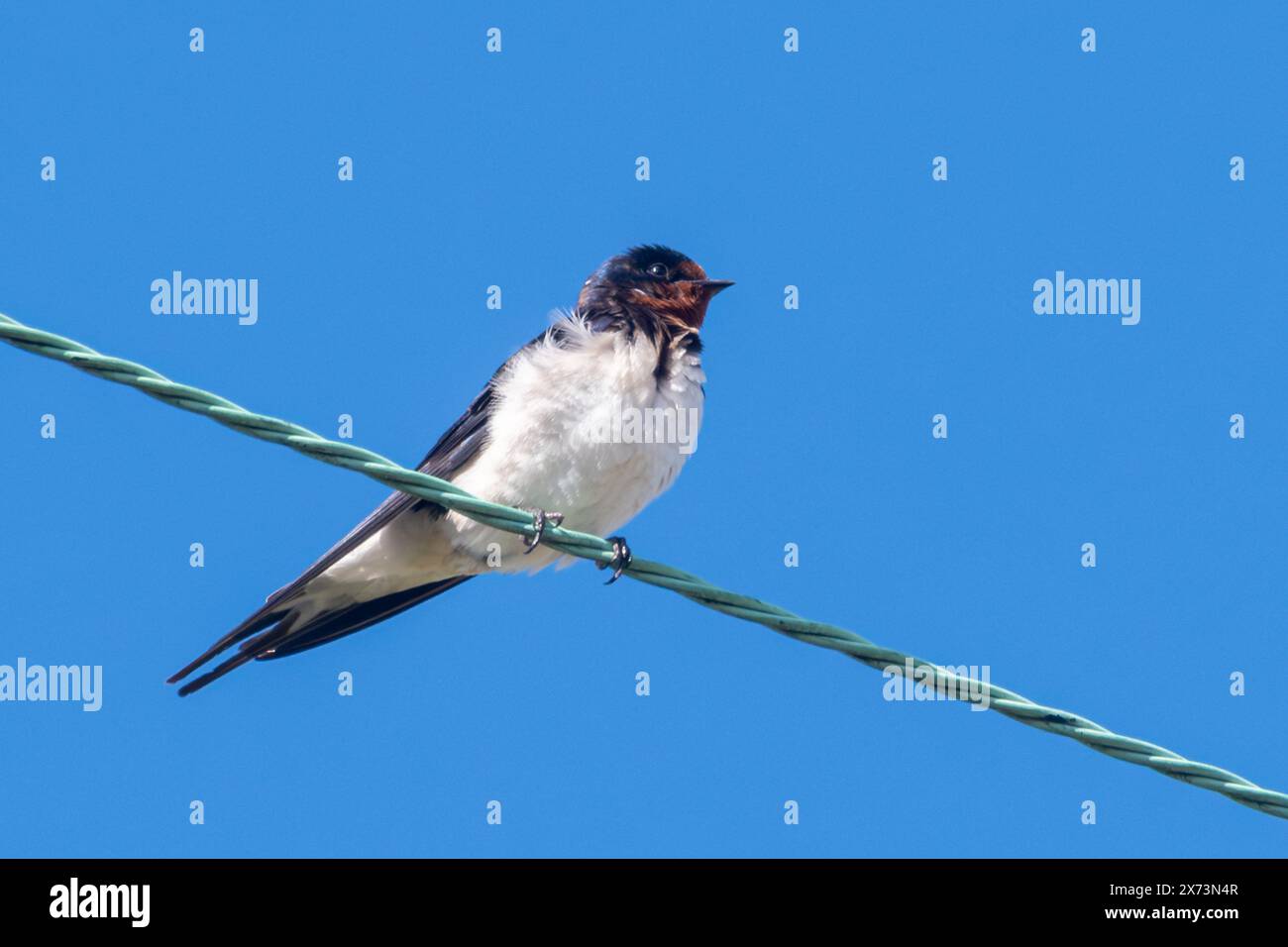 Schwalbe (Hirundo rustica) auf Drähten vor blauem Himmel, britische Vögel, England, Großbritannien Stockfoto Schwalbe (Hirundo rustica) auf Drähten vor blauem Himmel, britische Vögel, England, Großbritannien Stockfoto
