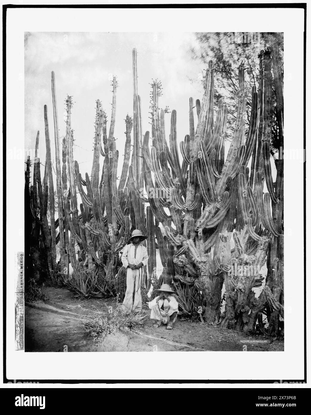 Kaktuszaun in Salamanca, Salamanca, Mexiko, möglicherweise von William Henry Jackson., Detroit Publishing Co. No. 073056., Geschenk; State Historical Society of Colorado; 1949, Cactus. , Kinder. , Mexiko, Guanajuato, Salamanca. Stockfoto