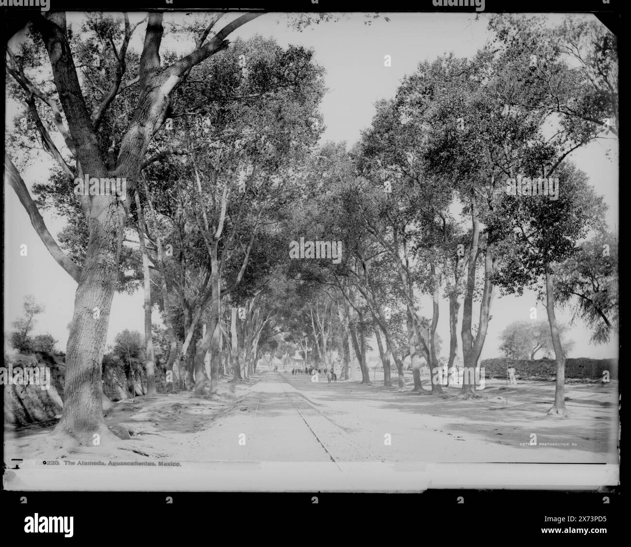 The Alameda, Aguascalientes, Mexico, Attribution to Jackson based on Catalogue of the W. H. Jackson Views (1898)., '3117' on negative., Detroit Publishing Co. No. 0220., Geschenk; State Historical Society of Colorado; 1949, Streets. , Mexiko, Aguascalientes (Bundesstaat), Aguascalientes. Stockfoto