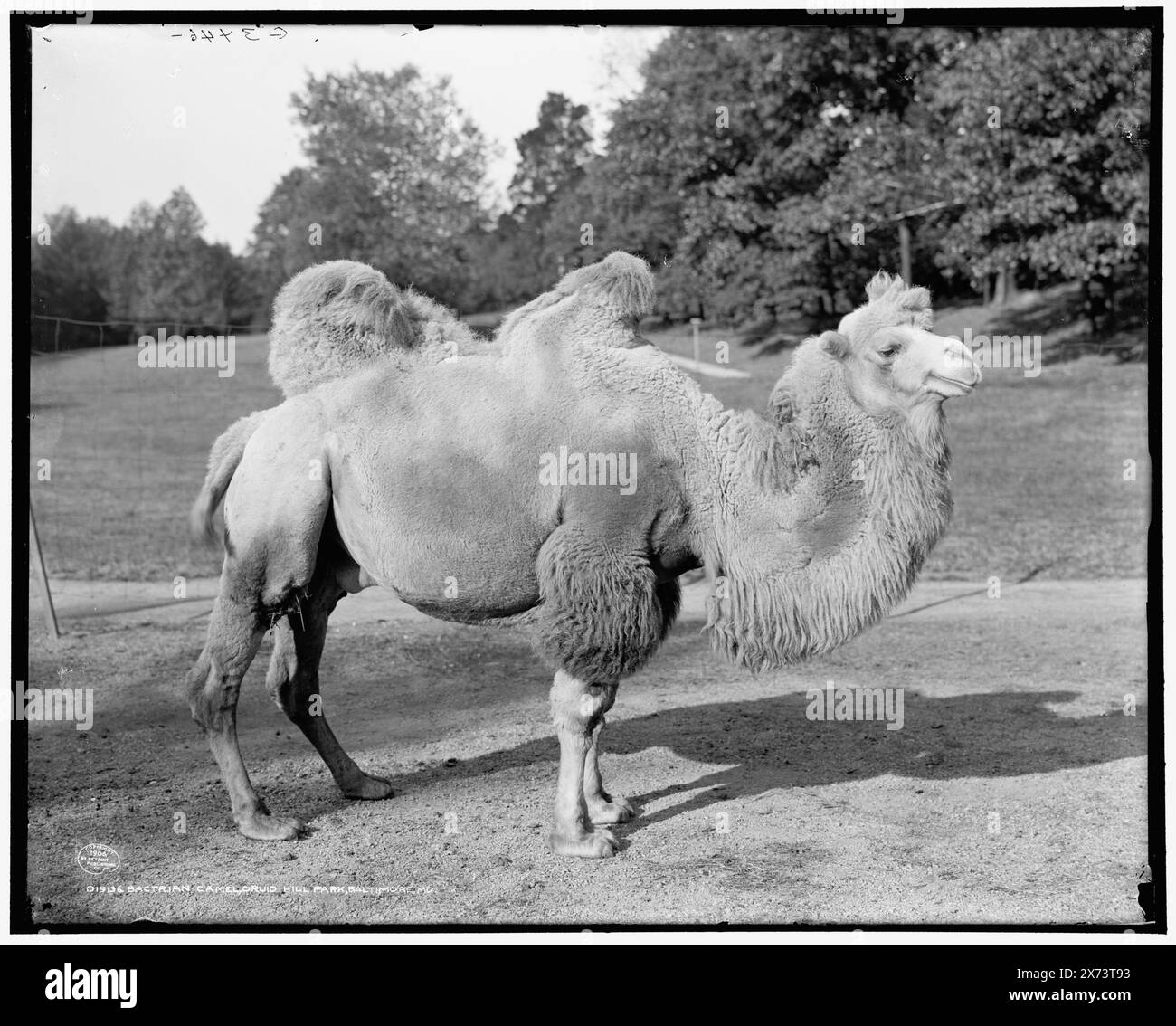 Baktrian Camel, Druid Hill Park, Baltimore, MD., 'G 3436' auf negativ., Detroit Publishing Co.-Nr. 019136., Geschenk; State Historical Society of Colorado; 1949, Zoos. , Kamele. , Usa, Maryland, Baltimore. Stockfoto