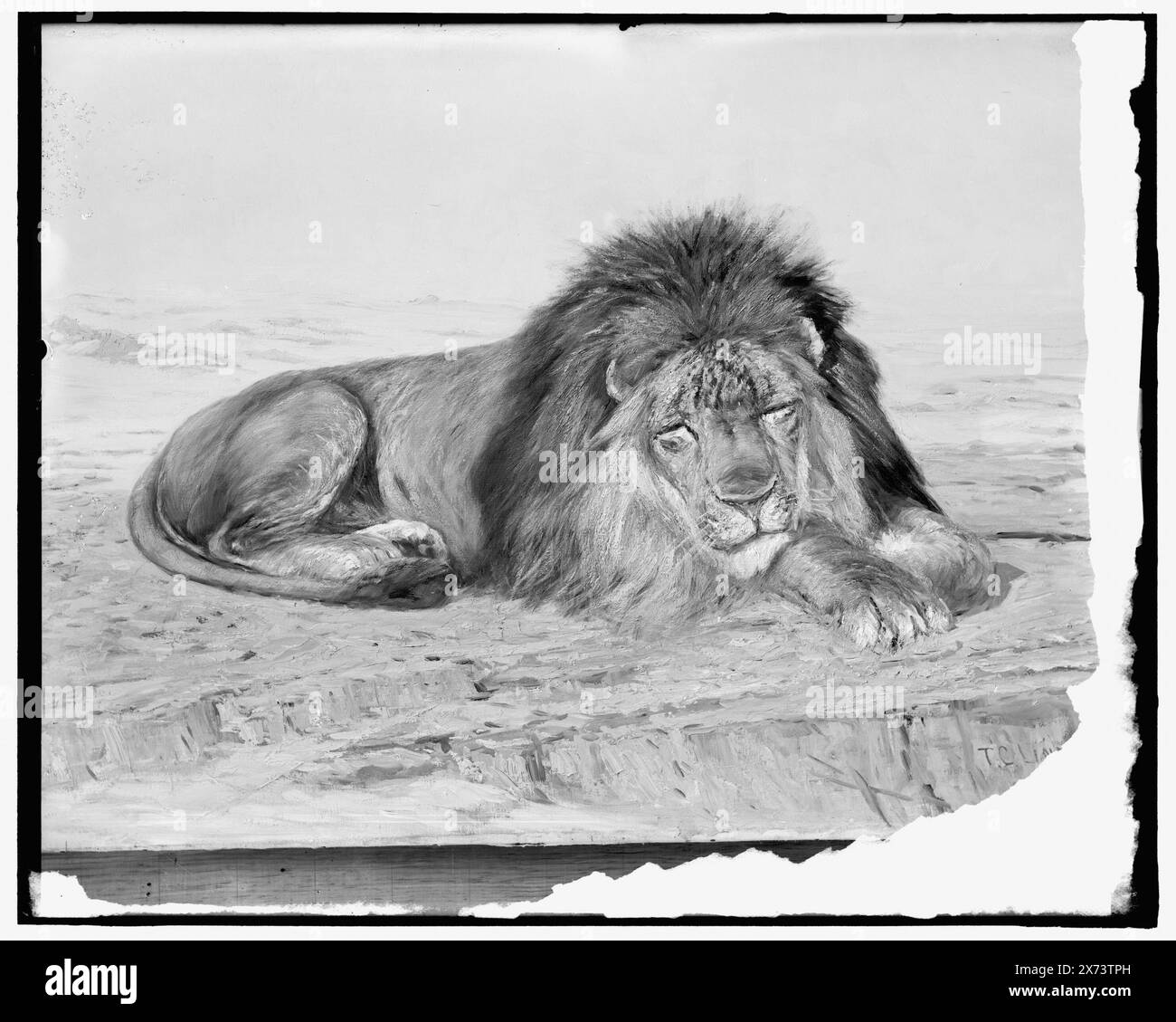 Gemälde eines Löwen, Titel aus Jacke, Foto des Gemäldes signiert 'T.C. Lindsay', 'Hargreaves Manufacturing Co.' auf Jacke. Detroit Publishing Co.-Nr. 42215., Geschenk; State Historical Society of Colorado; 1949, Lions. Stockfoto