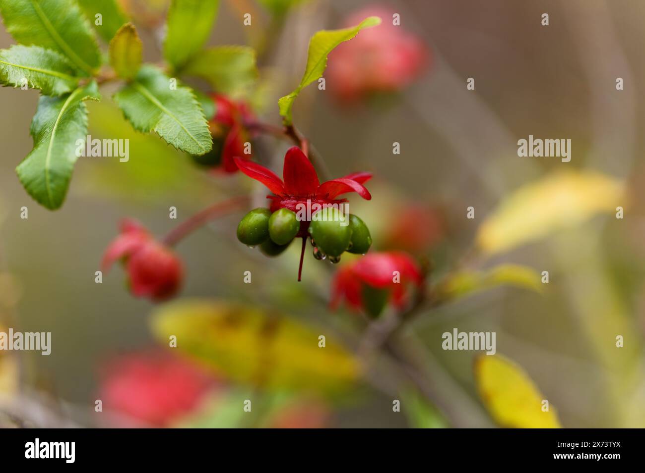 Ochna serrulata, Karneval Ochna blüht natürlicher Makro-floraler Hintergrund Stockfoto