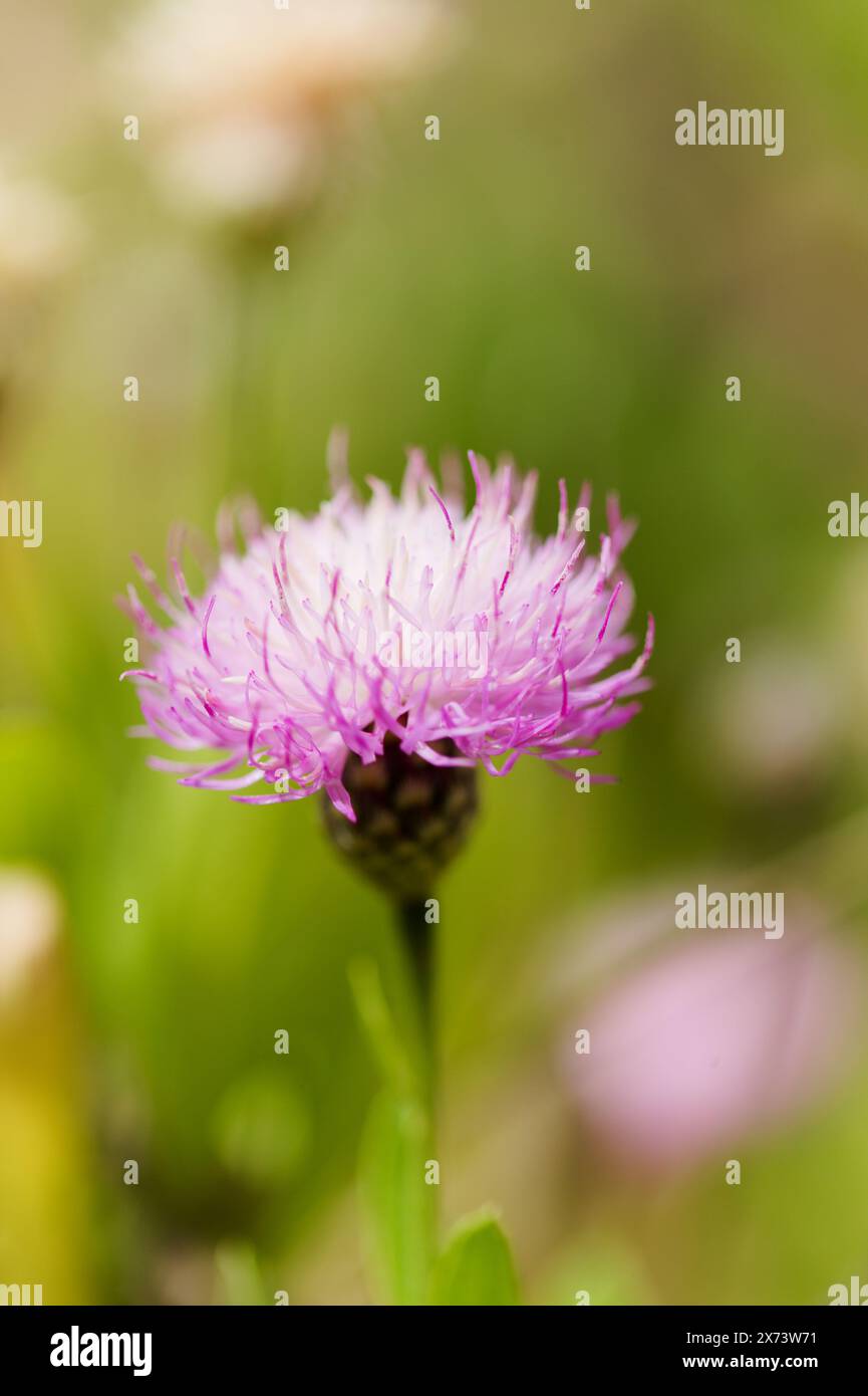 Flora von La Palma - Cheirolophus junonianus, Centaury endemisch auf der Insel, natürliche Makro-floralen Hintergrund Stockfoto