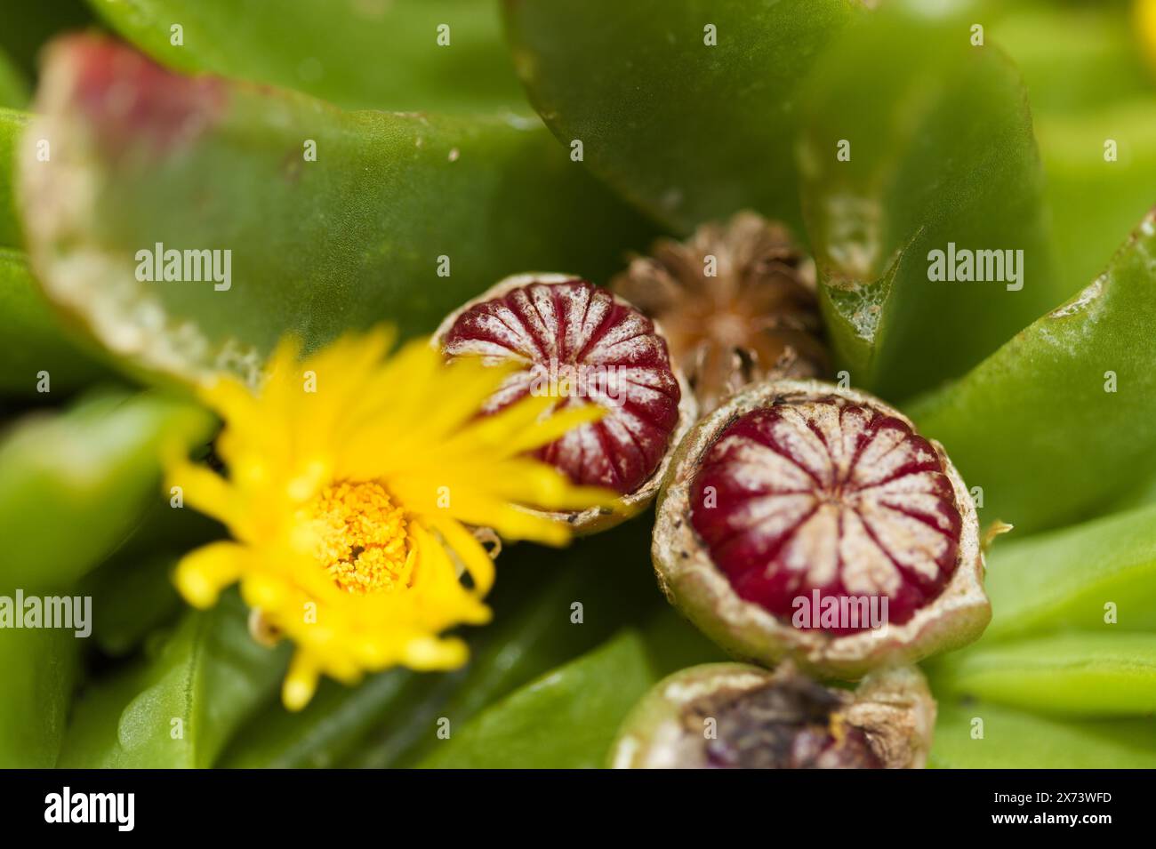 Arten von Glottiphyllum, möglicherweise Glottiphyllum regium, Blüten und bilden Frucht natürlichen Makroblumhintergrund Stockfoto