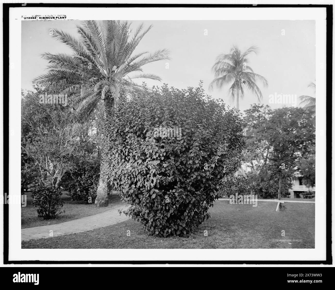 Hibiscus-Werk, Palm Beach, Fla., Teil des Titels von Jacket., Detroit Publishing Co.-Nr. 072364., Geschenk; State Historical Society of Colorado; 1949, Palms. , Hibiskus. , Usa, Florida, Palm Beach. Stockfoto