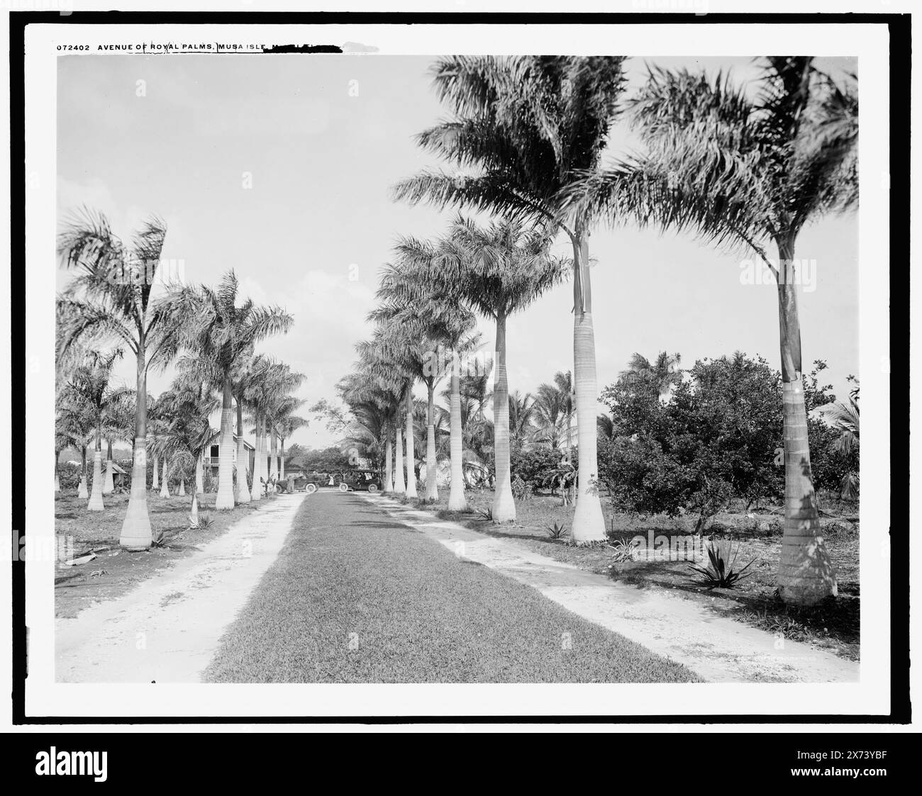 Avenue of Royal Palms, Musa Isle, Miami, Florida, Detroit Publishing Co. No. 072402., Geschenk; State Historical Society of Colorado; 1949, Streets. , Palmen. , Usa, Florida, Miami. Stockfoto