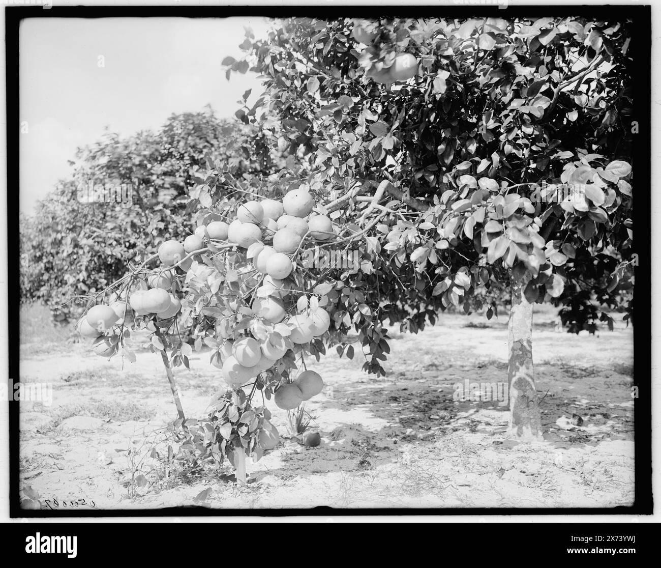 Grape Fruit, Miami, Florida, Titel aus Jacke., 'G 7691' auf negativ. Detroit Publishing Co.-Nr. 500067., Gift; State Historical Society of Colorado; 1949, Grapefruit Obstgärten. , Usa, Florida, Miami. Stockfoto