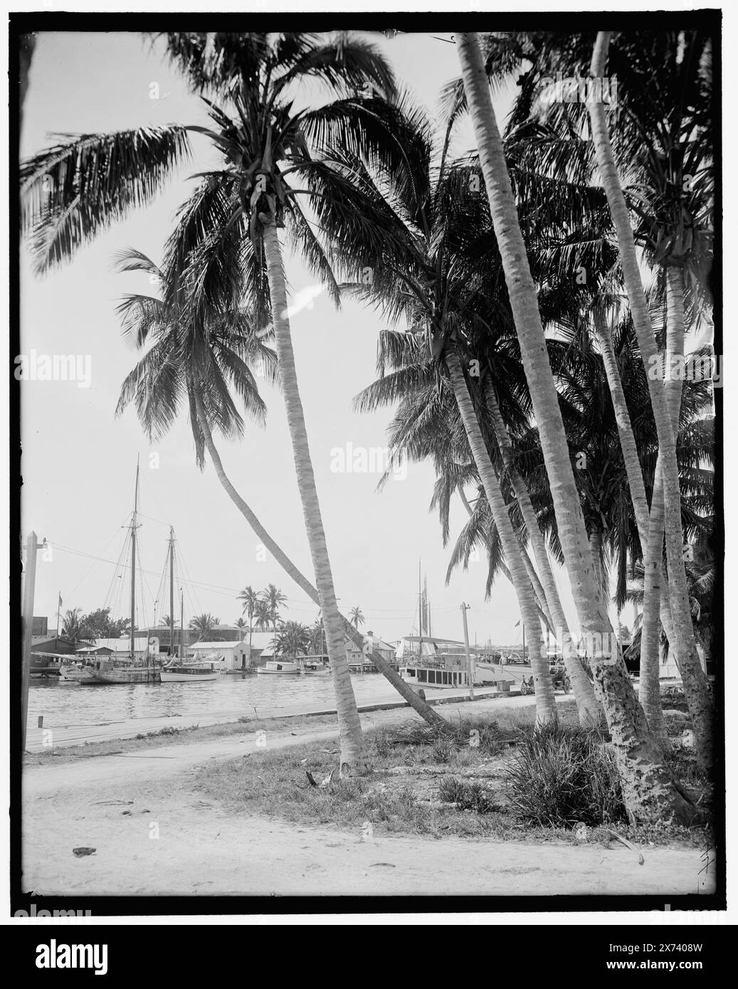 Cocoanut Trees entlang der Docks, Miami, Florida, Titel aus Jacke., 'G 7682' auf negativ. Detroit Publishing Co.-Nr. 500044., Geschenk; State Historical Society of Colorado; 1949, Palms. , Kokosnüsse. , Uferpromenade. , Usa, Florida, Miami. Stockfoto
