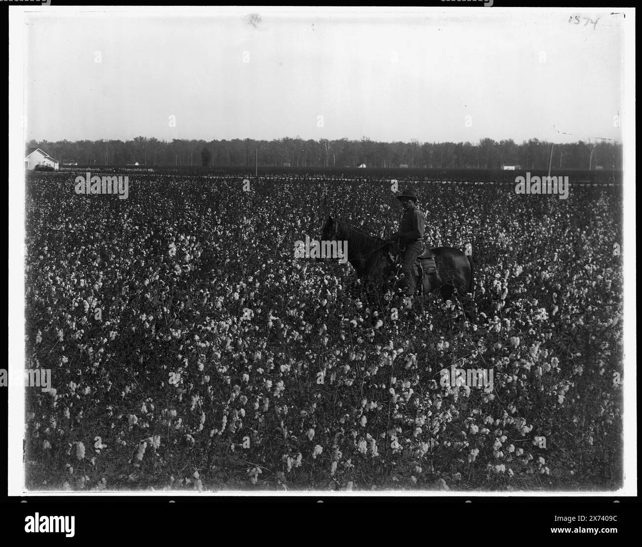 Cotton Fields at Dahomey, Miss., entsprechende Glastransparenz (LC-D4-1574) verfügbar auf Videodisc Frame 1A-28739., Detroit Publishing Co.-Nr. 071654., Geschenk; State Historical Society of Colorado; 1949, Cotton. , Reiten. , Usa, Mississippi, Dahomey. Stockfoto